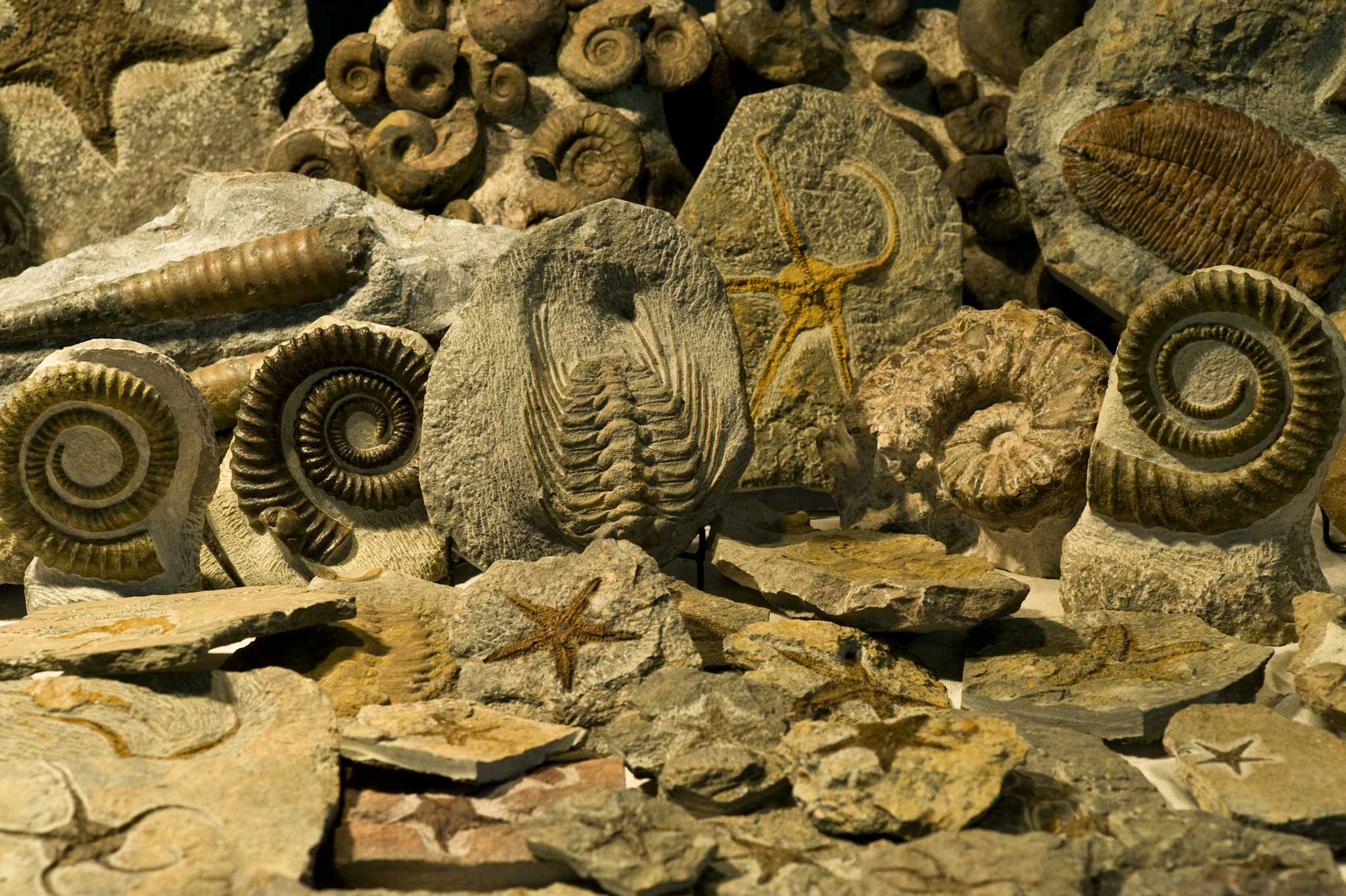 Macro Fossiles Kasbah