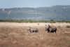 Madikwe
