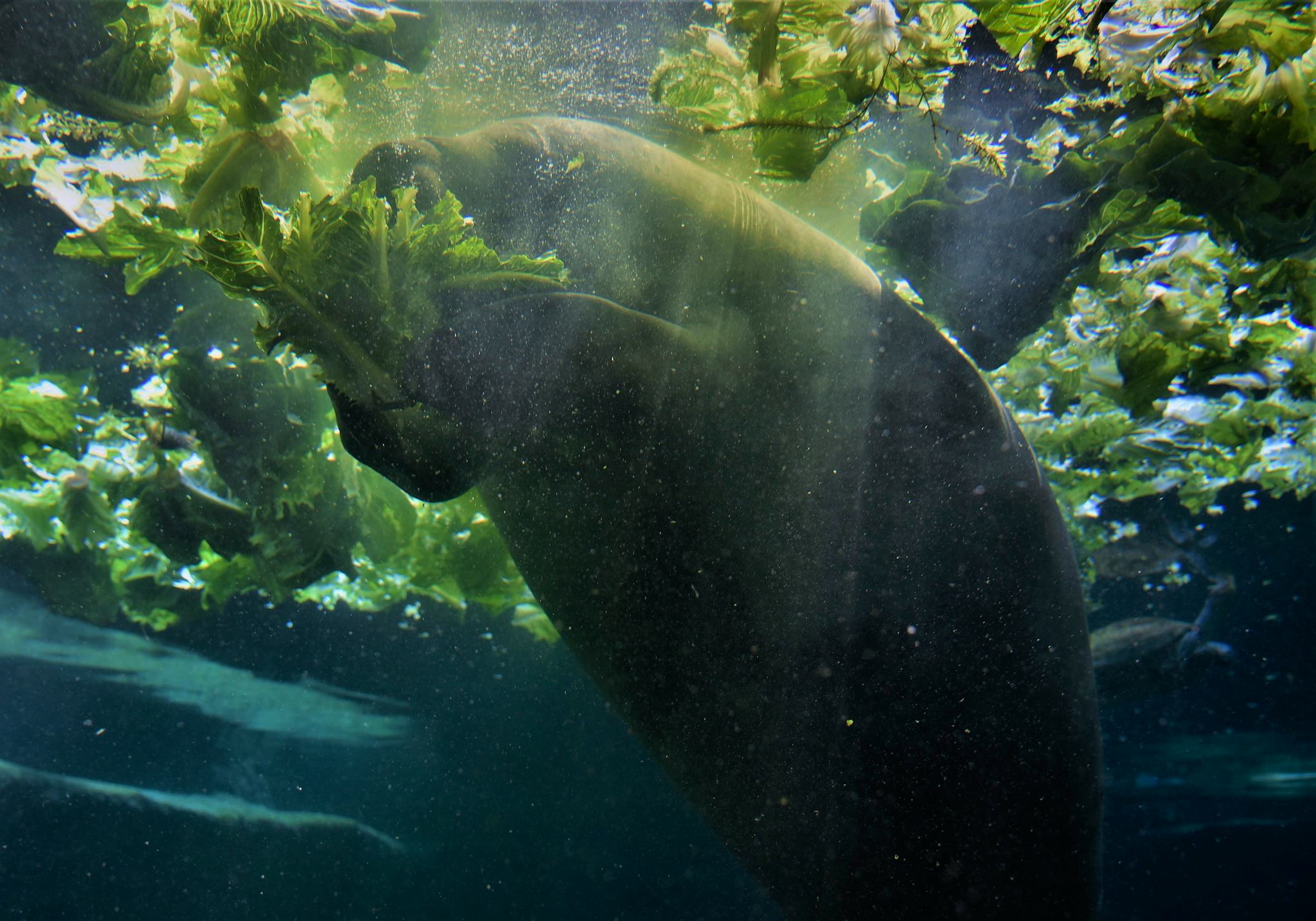 Manatee Lagoon