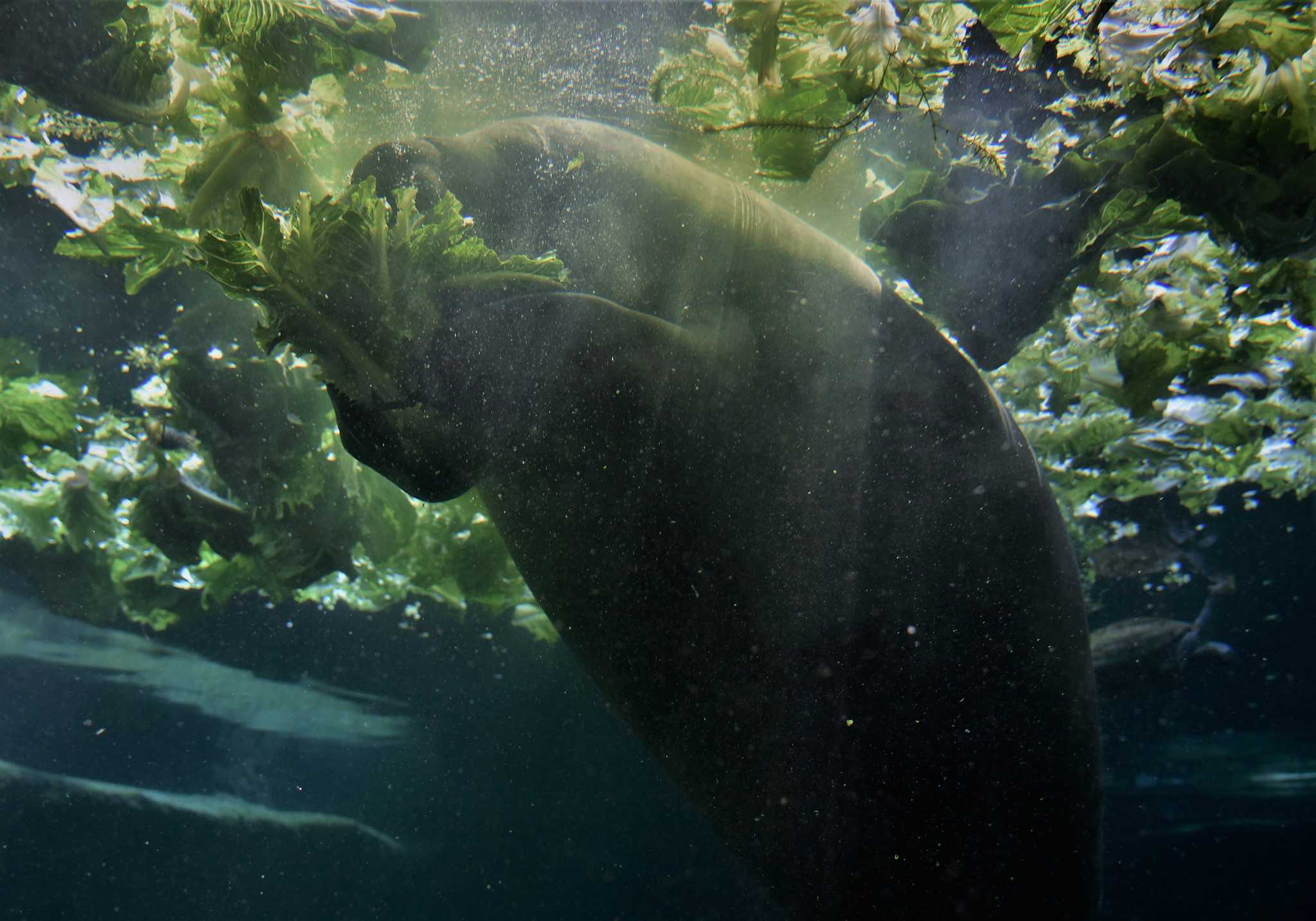 Manatee Lagoon