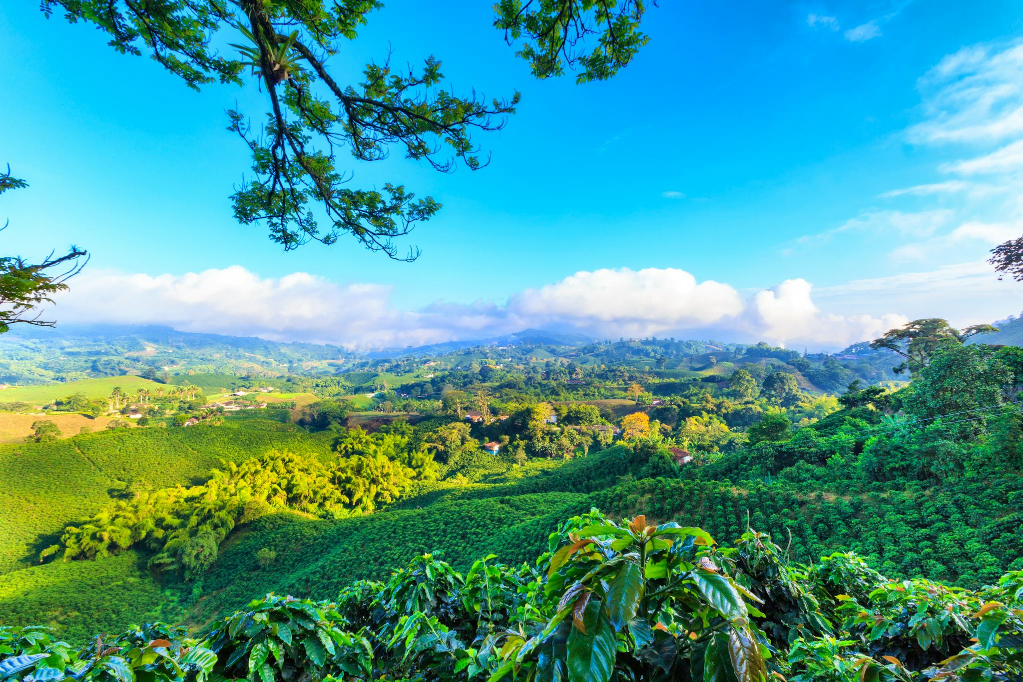 Manizales