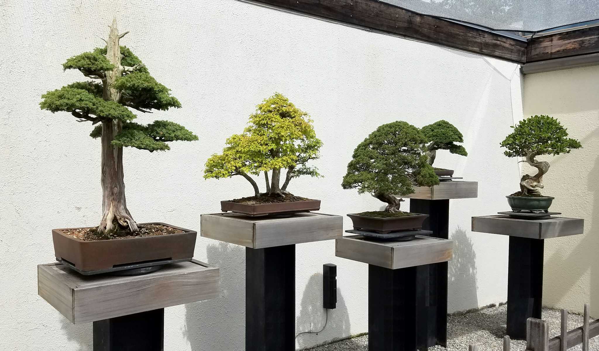 Museo del Bonsai