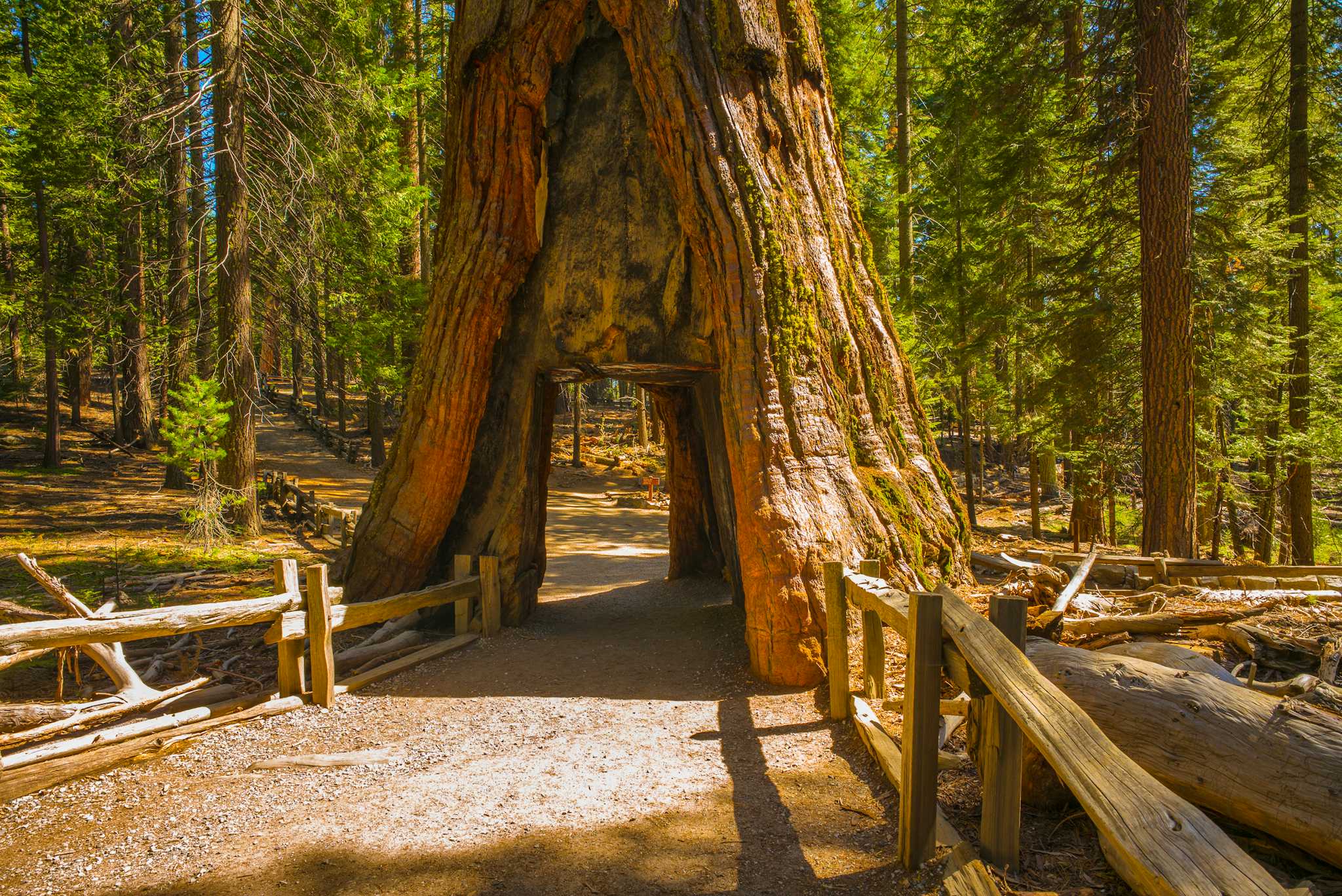 Mariposa Grove of Giant Sequoias