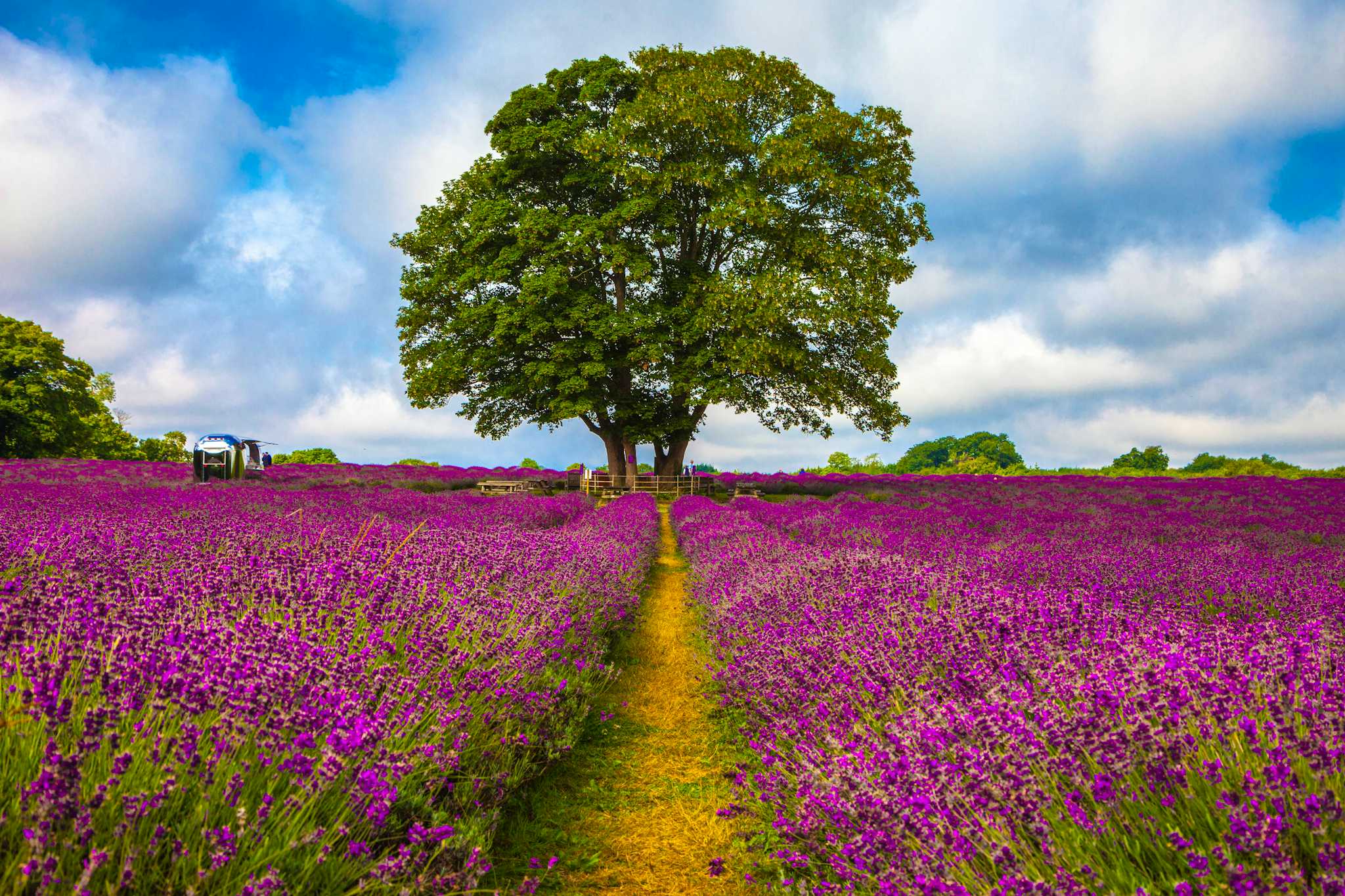 Granja de Lavanda Mayfield