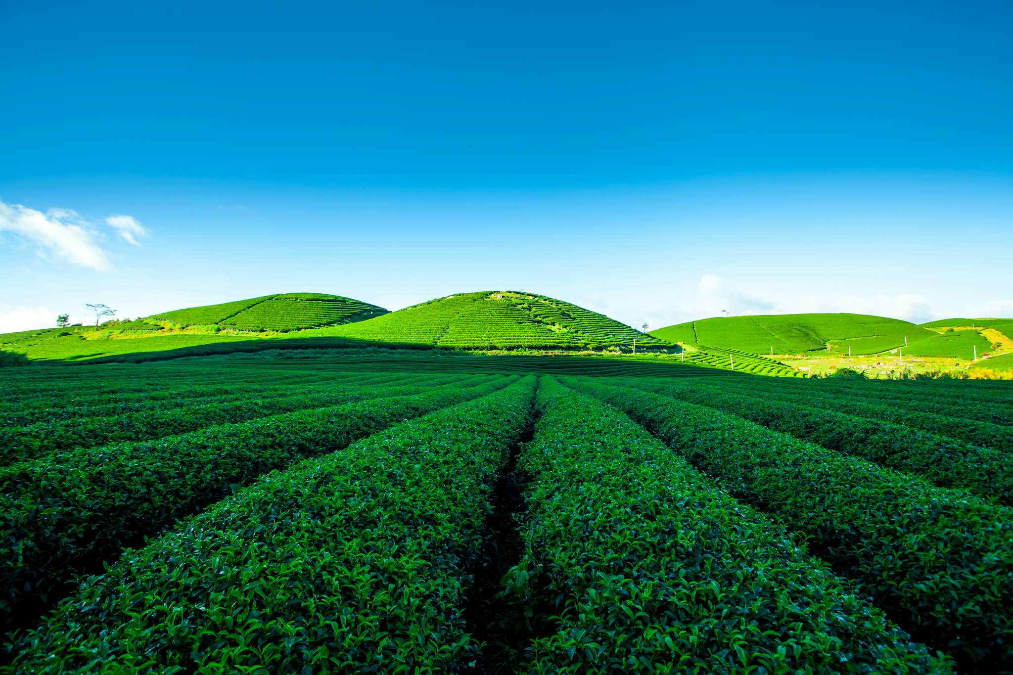 Plantación de Té Moc Chau