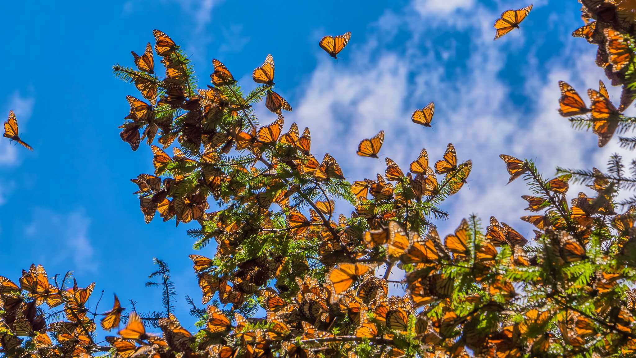 Monarch Butterfly Biosphere Reserve