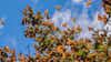 Monarch Butterfly Biosphere Reserve