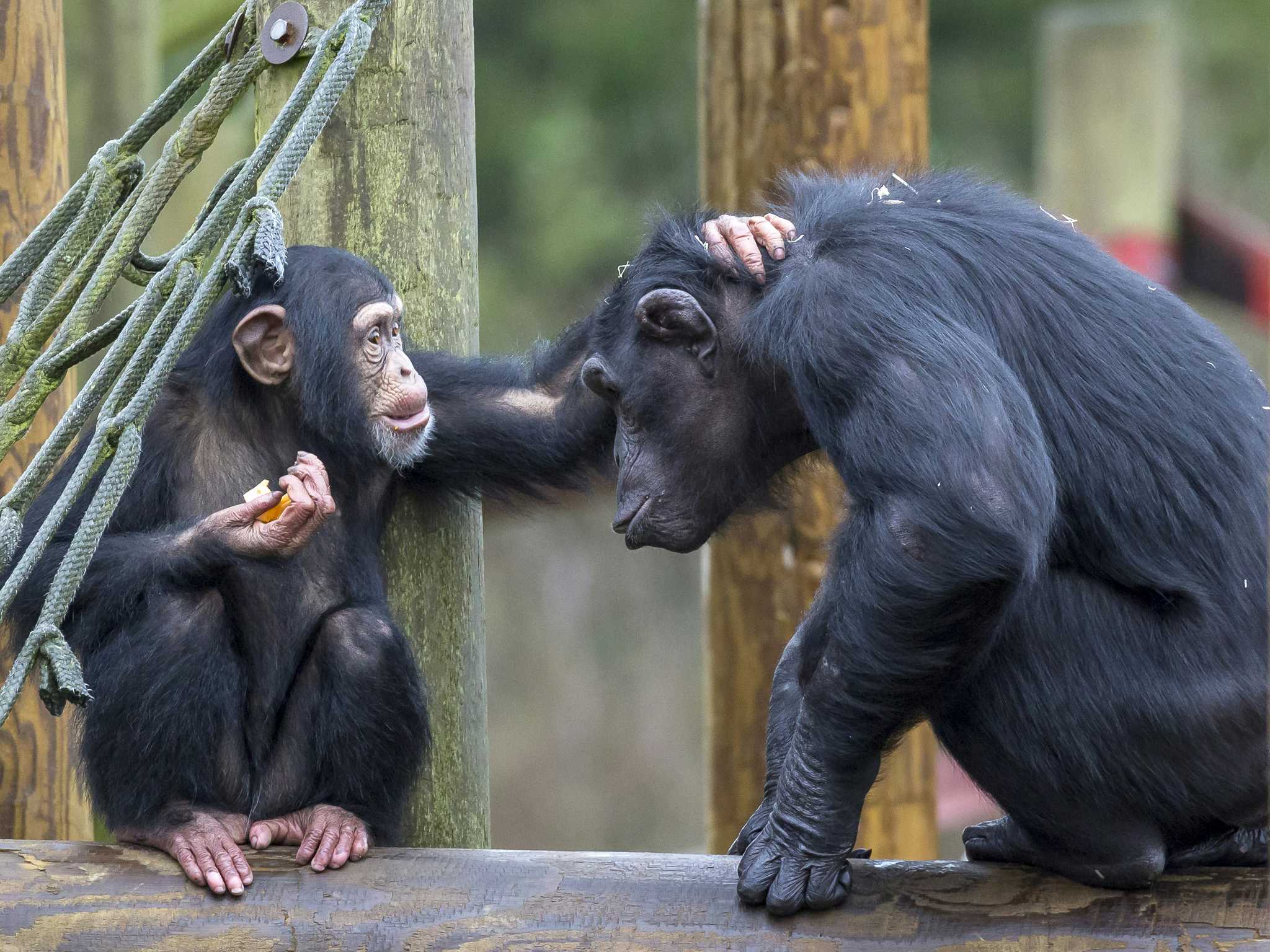 Monkey World Wareham