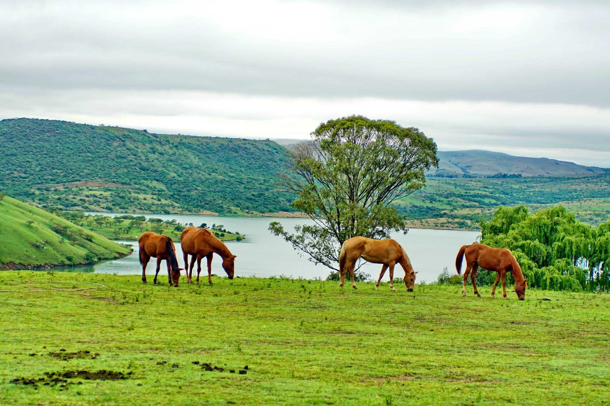 Motokwe