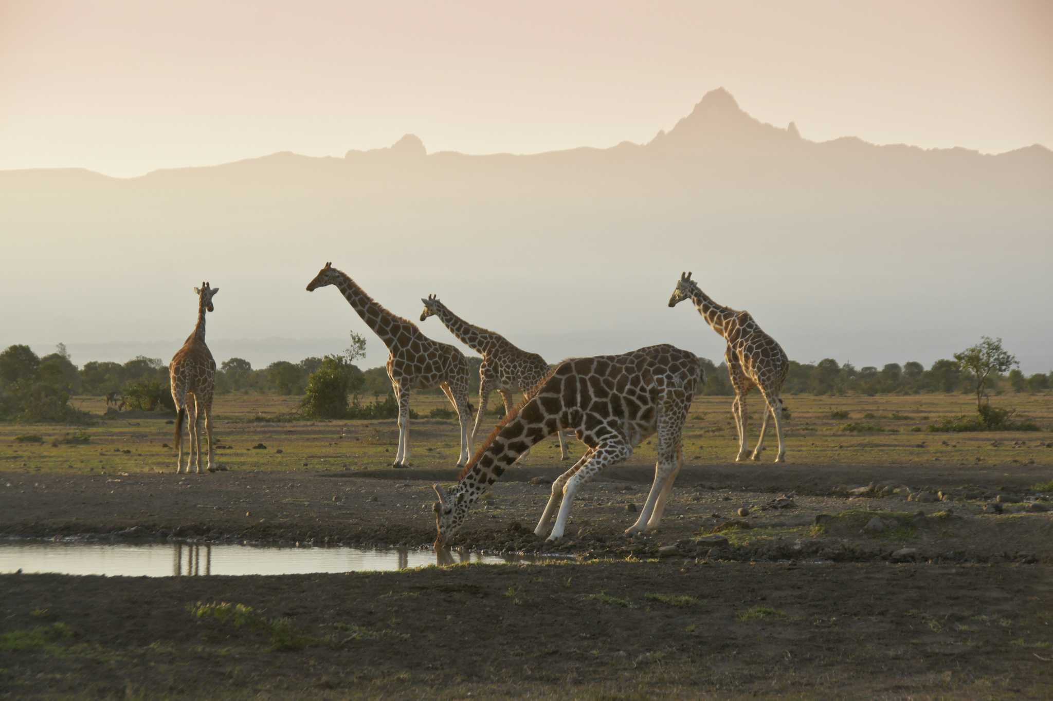 Mount Kenya Wildlife Conservancy