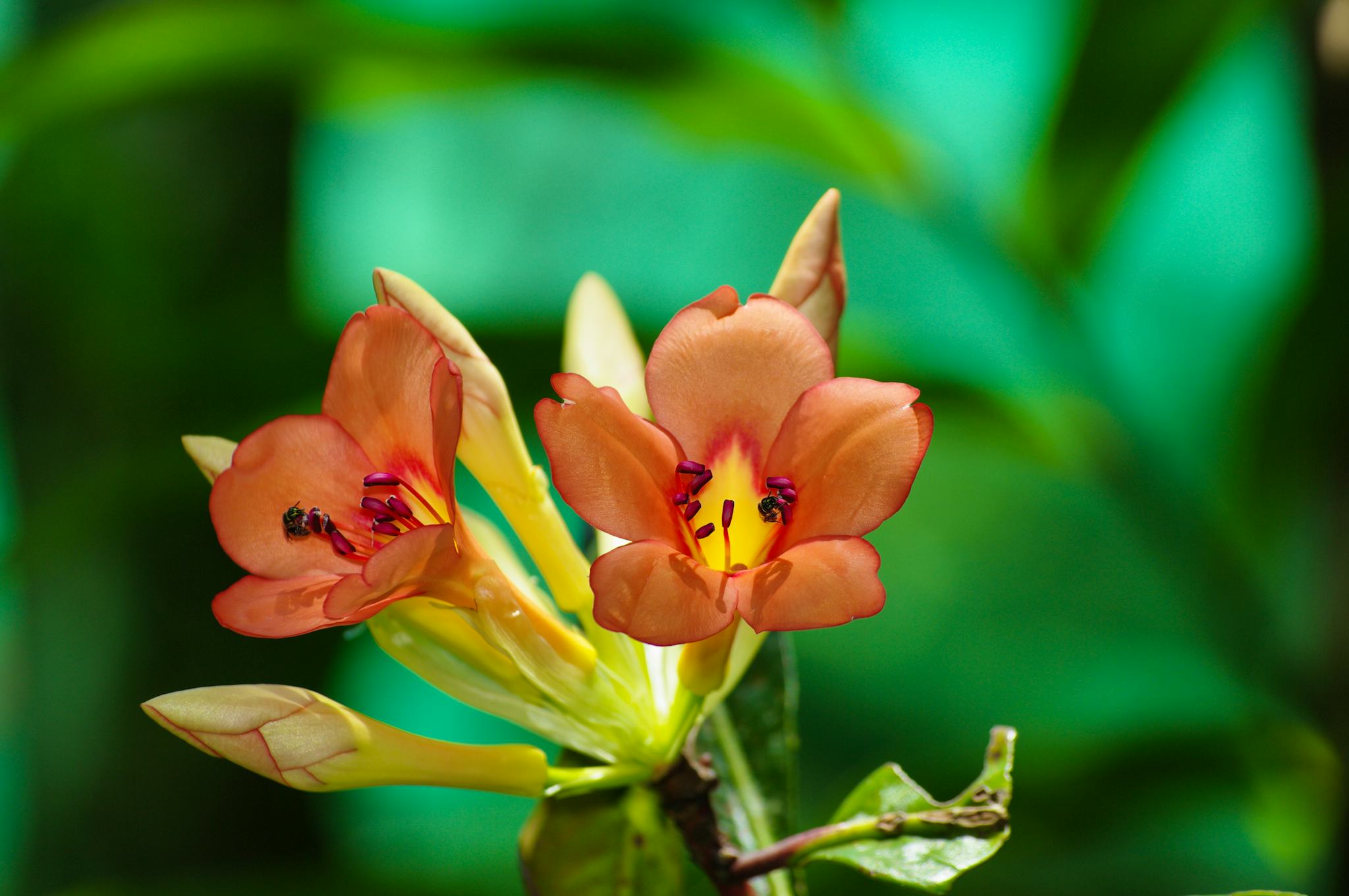 Mount Kinabalu Botanical Garden