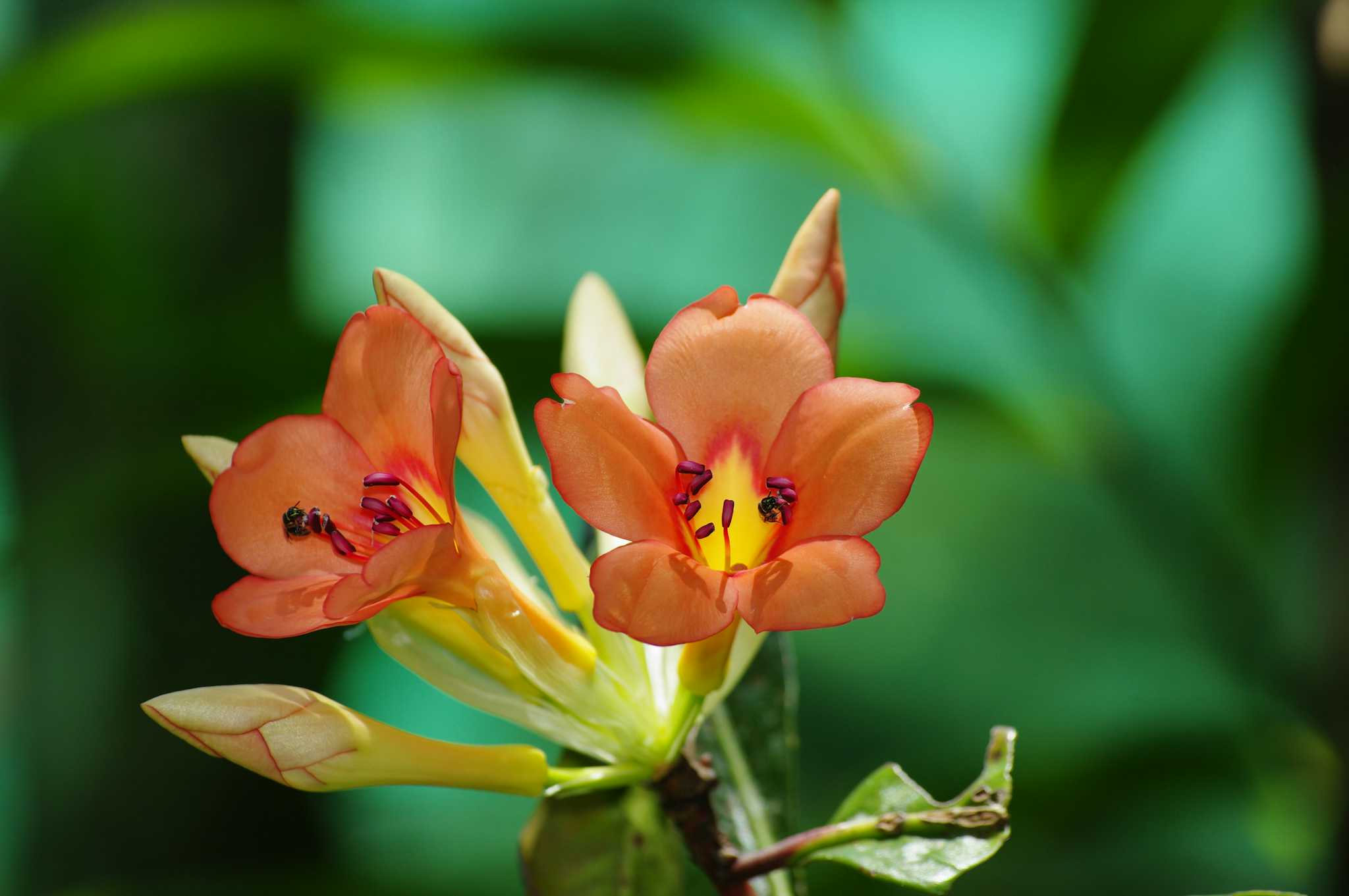 Jardin Botanique du Mont Kinabalu