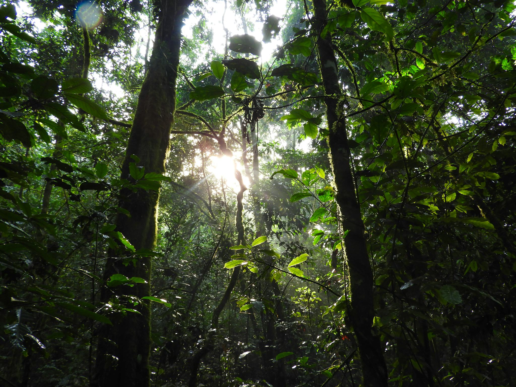 Mpanga Forest