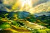 Mu Cang Chai