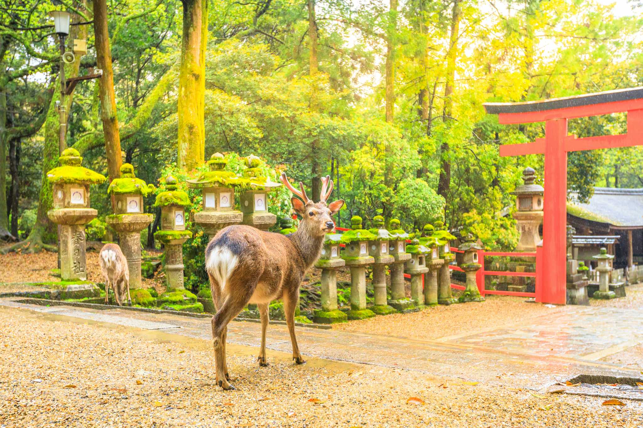 Nara Park