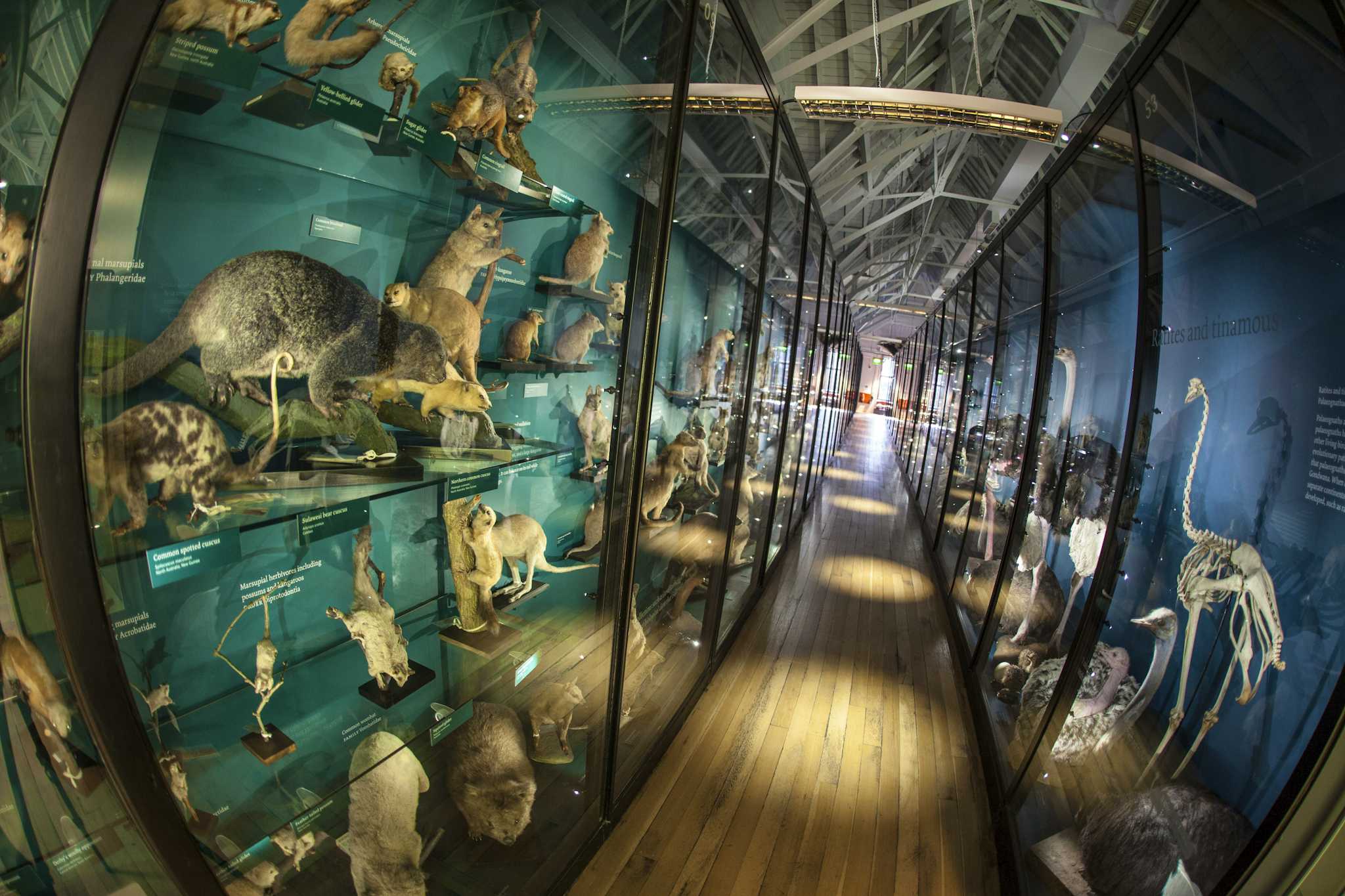 Naturhistorisches Museum in Tring