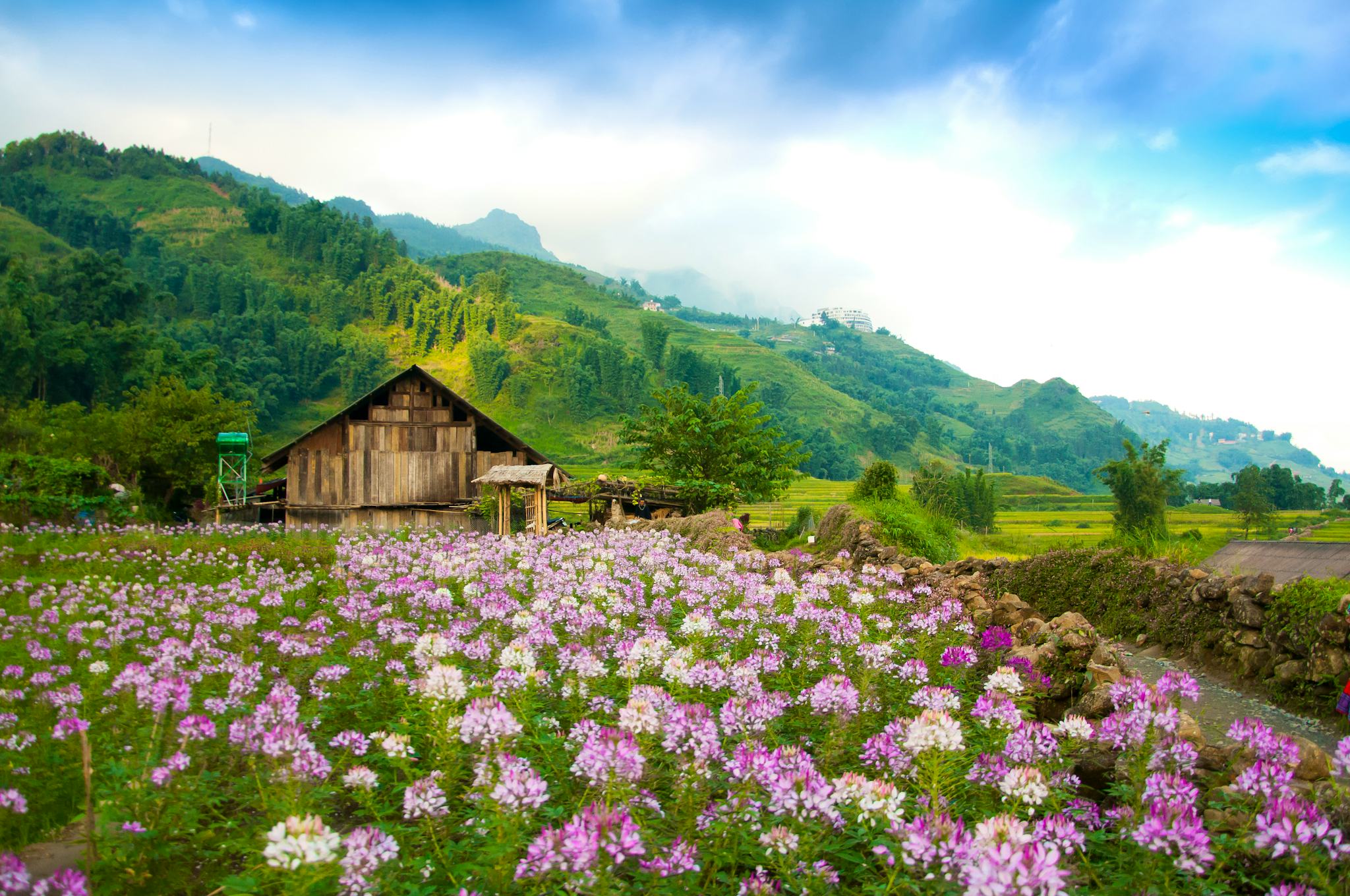 Granja de Flores Northern Blossom