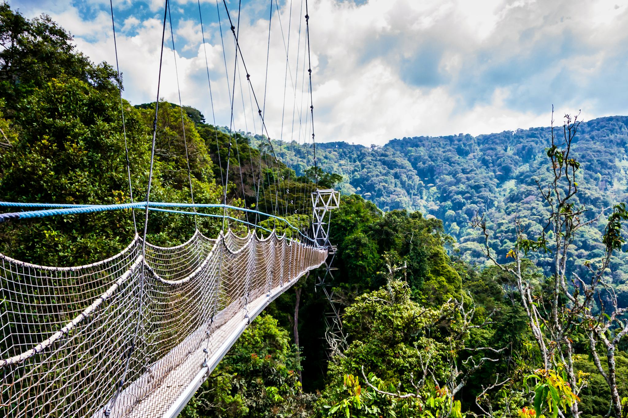 Nyungwe National Park