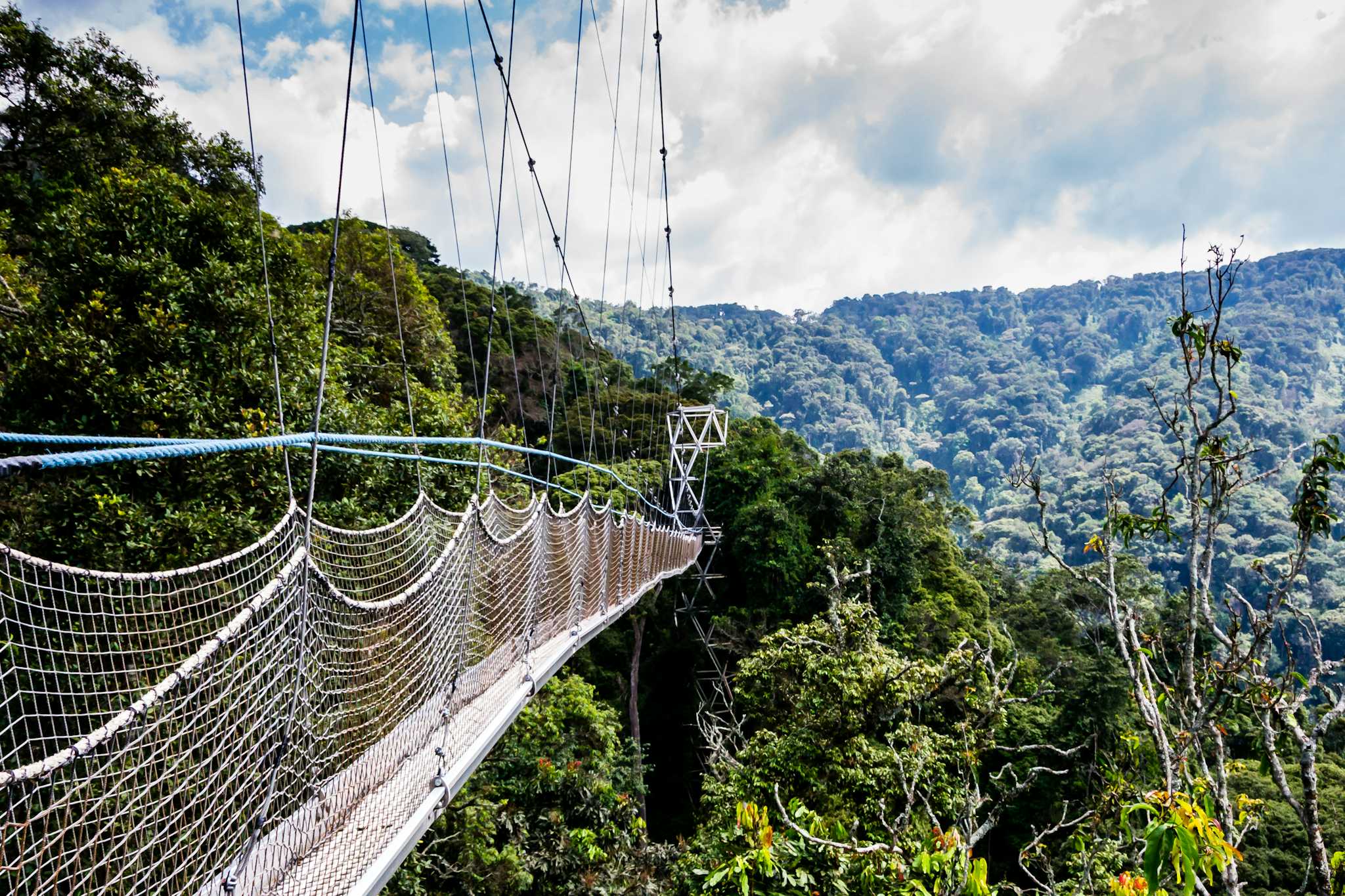 Nyungwe National Park