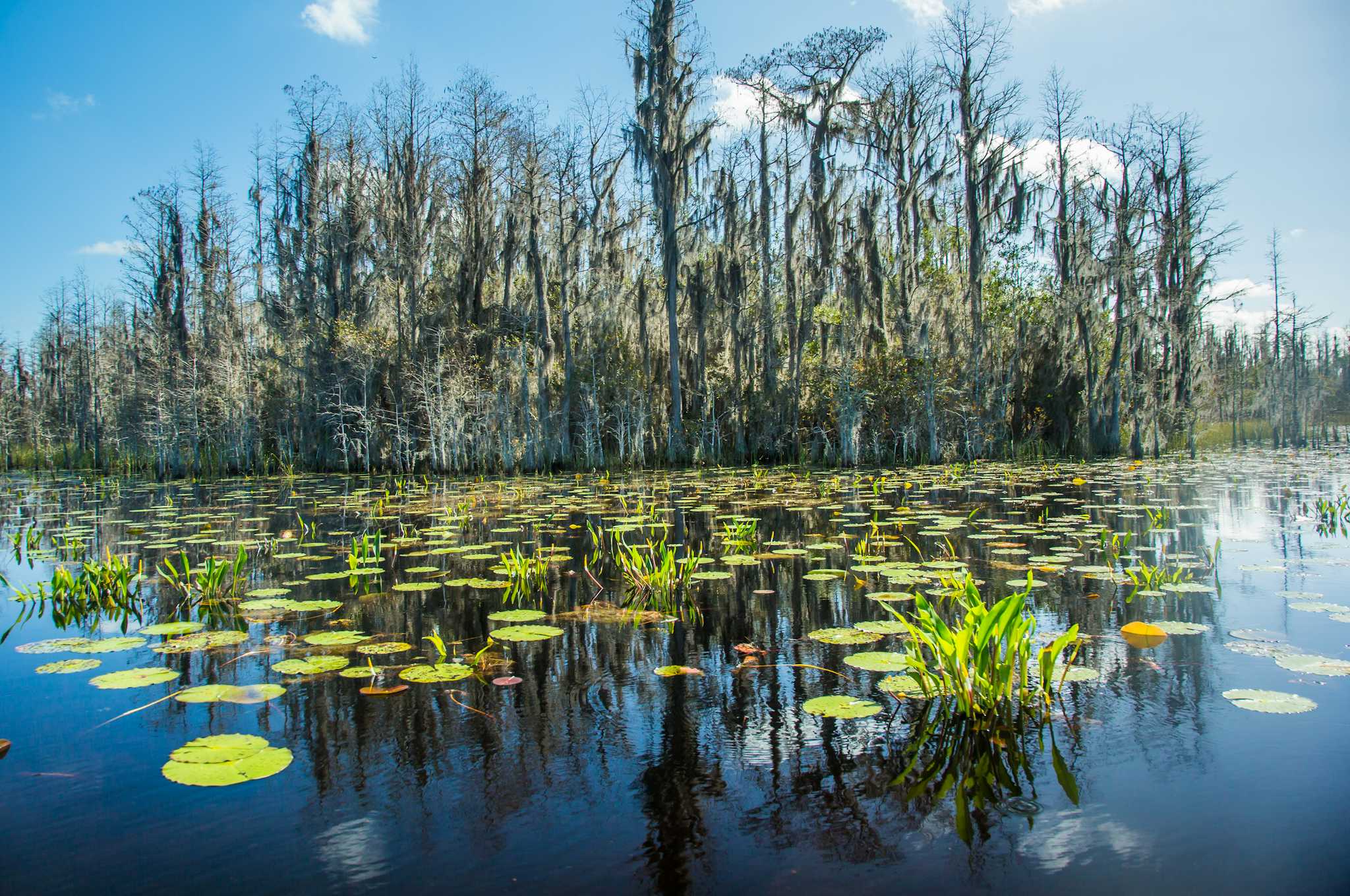 Refugio Nacional de Vida Silvestre Okefenokee