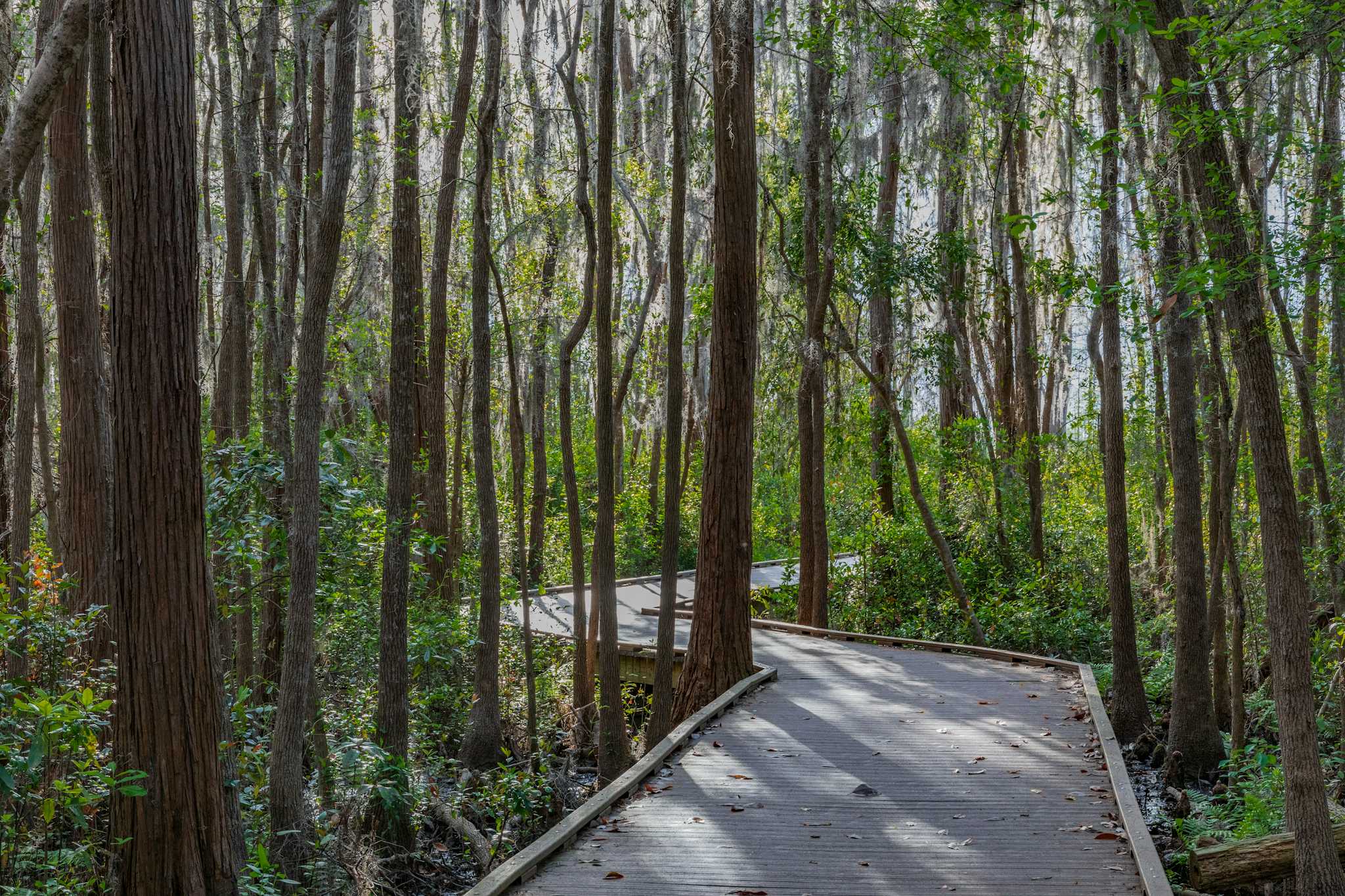 Okefenokee Sumpfpark