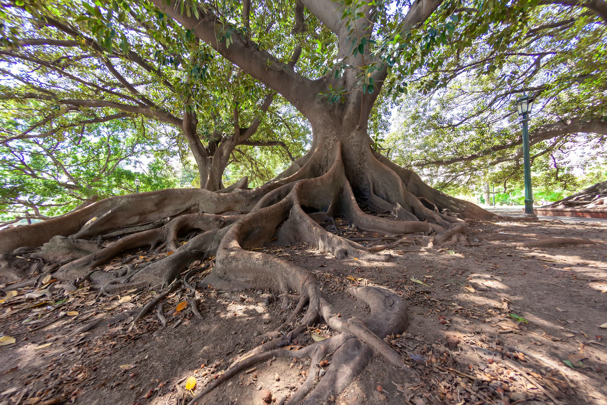 Ombu Forest