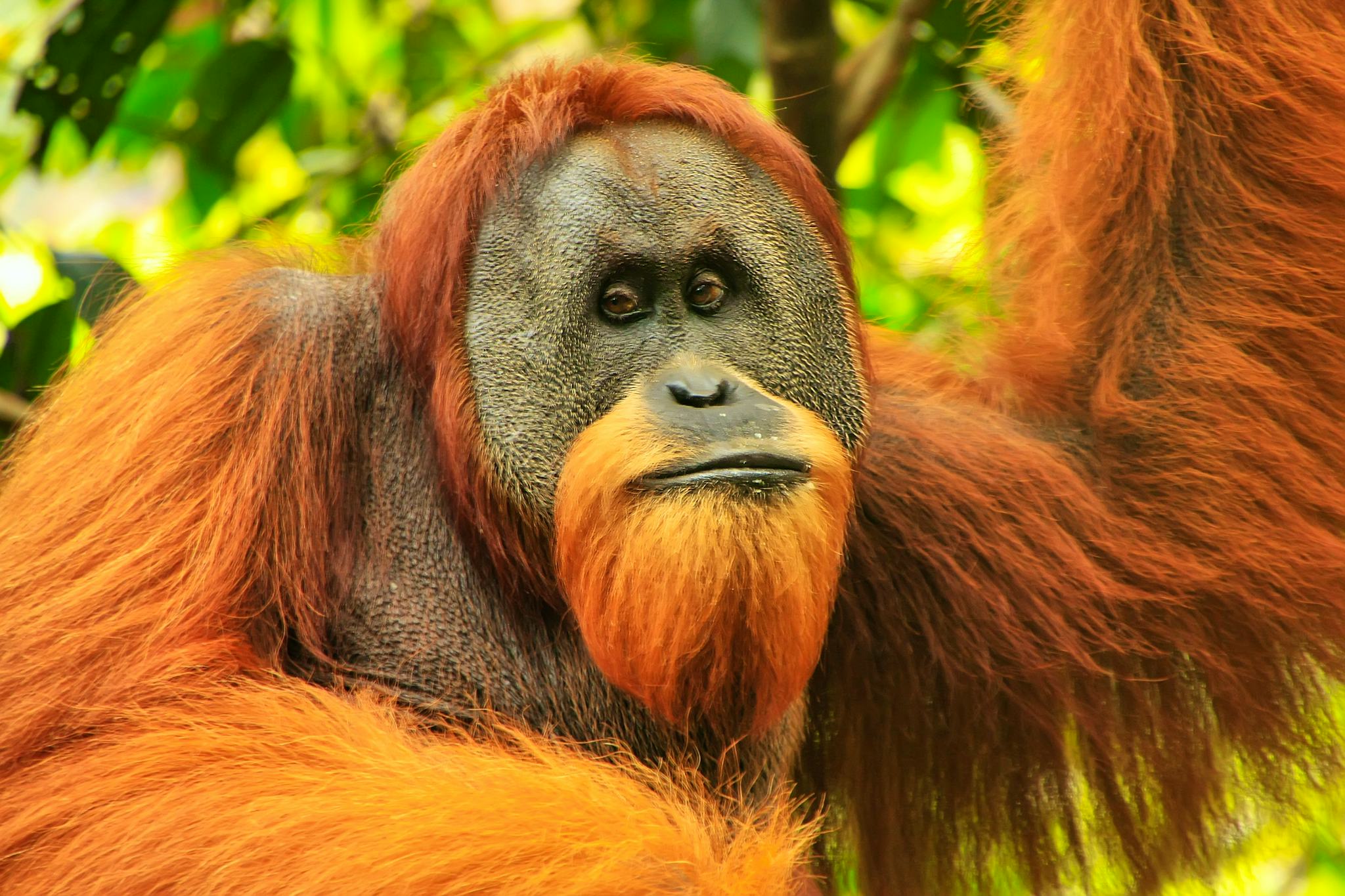 Santuario de Orangutanes