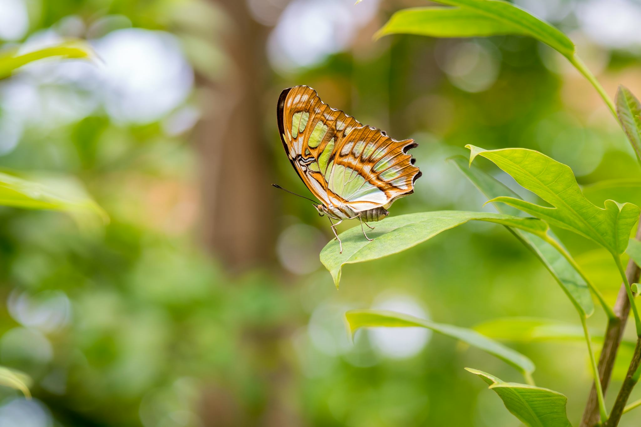 Palawan Butterfly Ecological Garden and Tribal Village