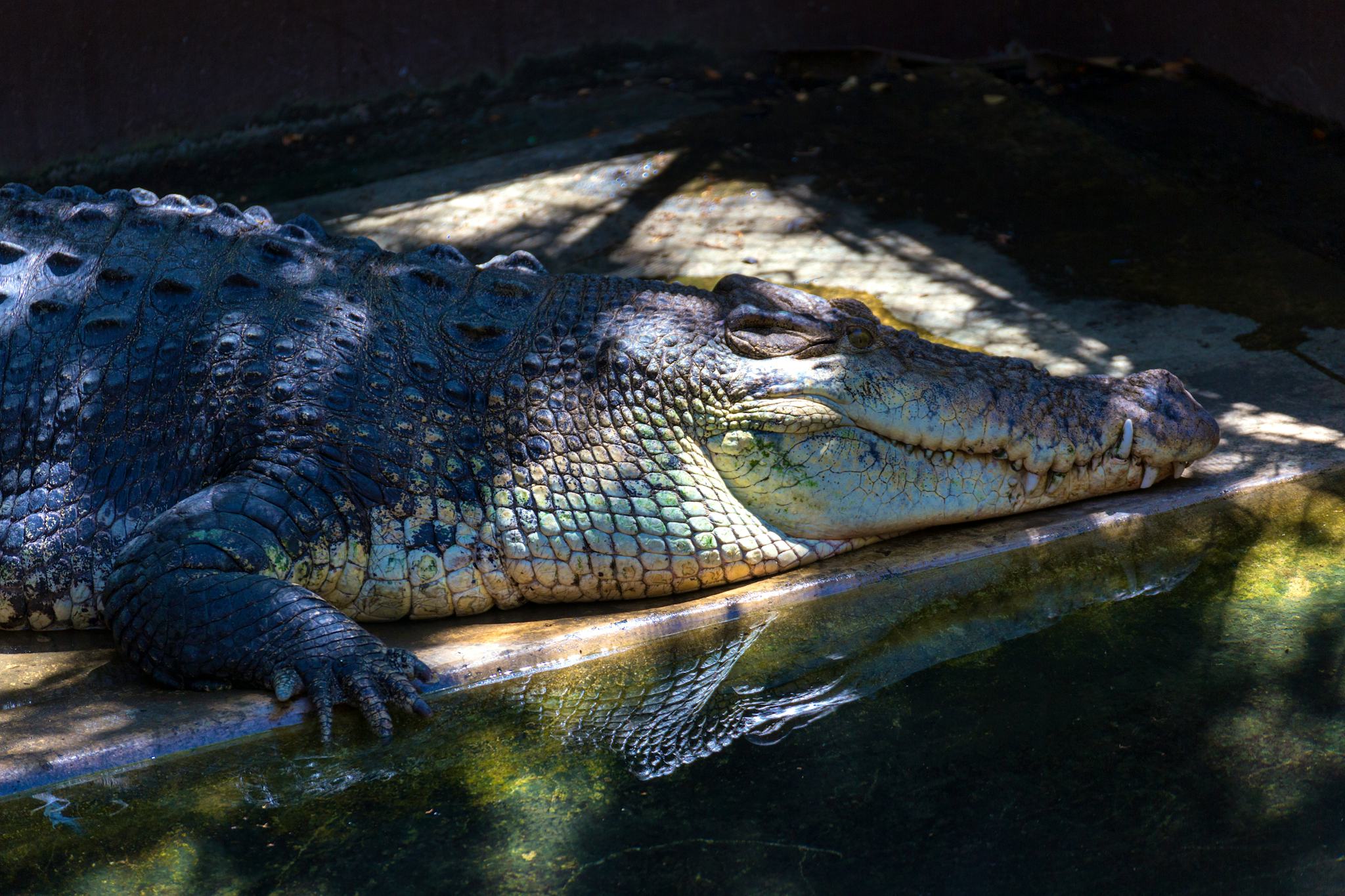 Palawan Wildlife Rescue and Conservation Center