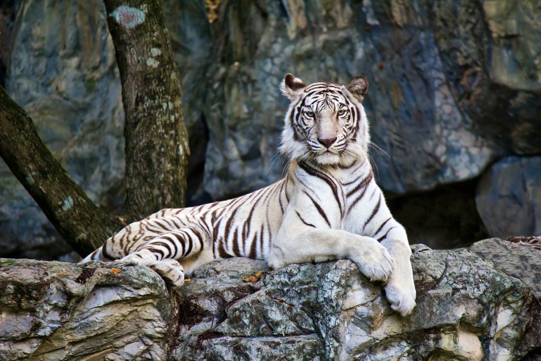 Parque de Vida Silvestre Paradise