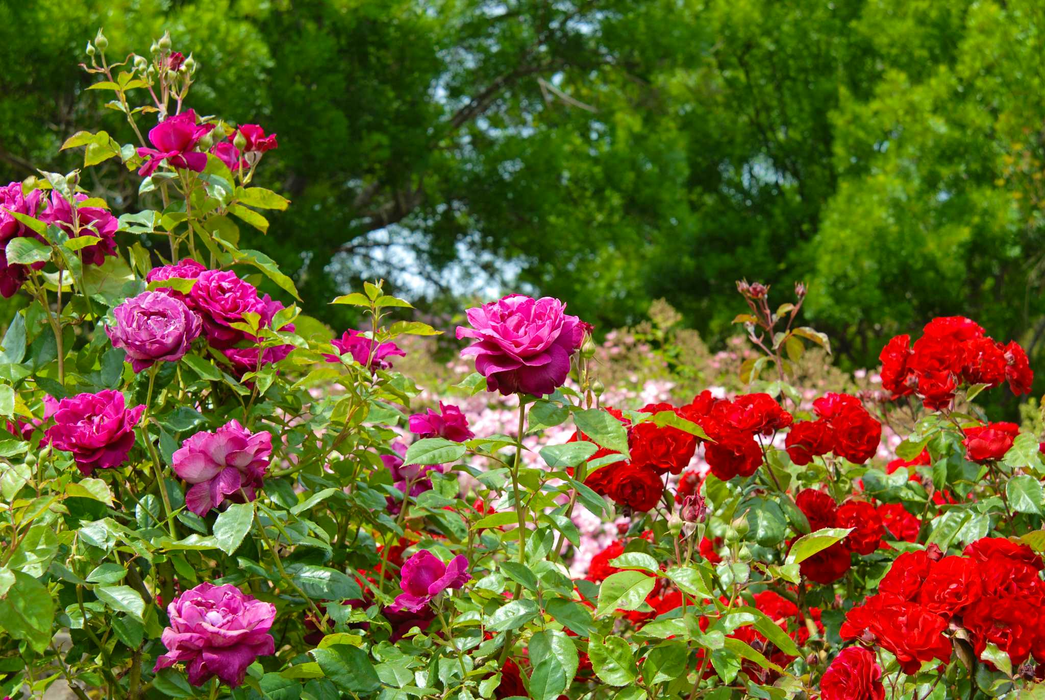 Park La Beaujorie