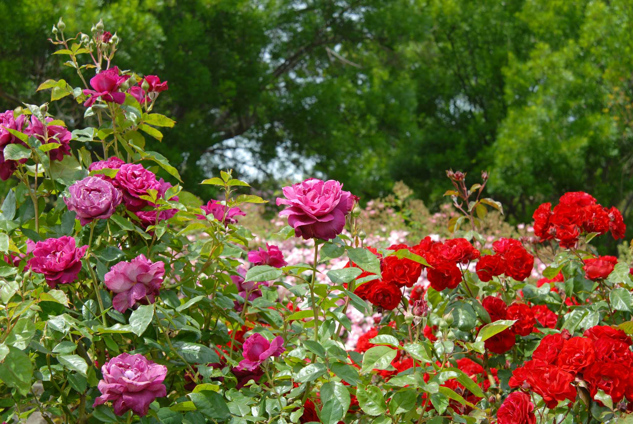 Park La Beaujorie