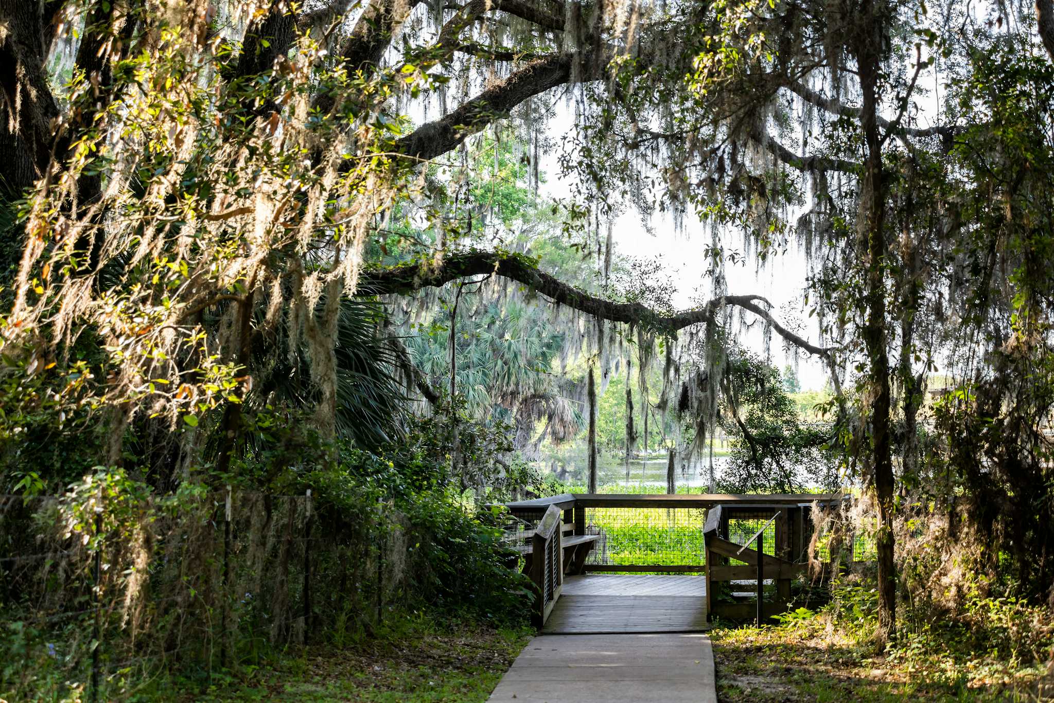 Paynes Prairie Preserve State Park