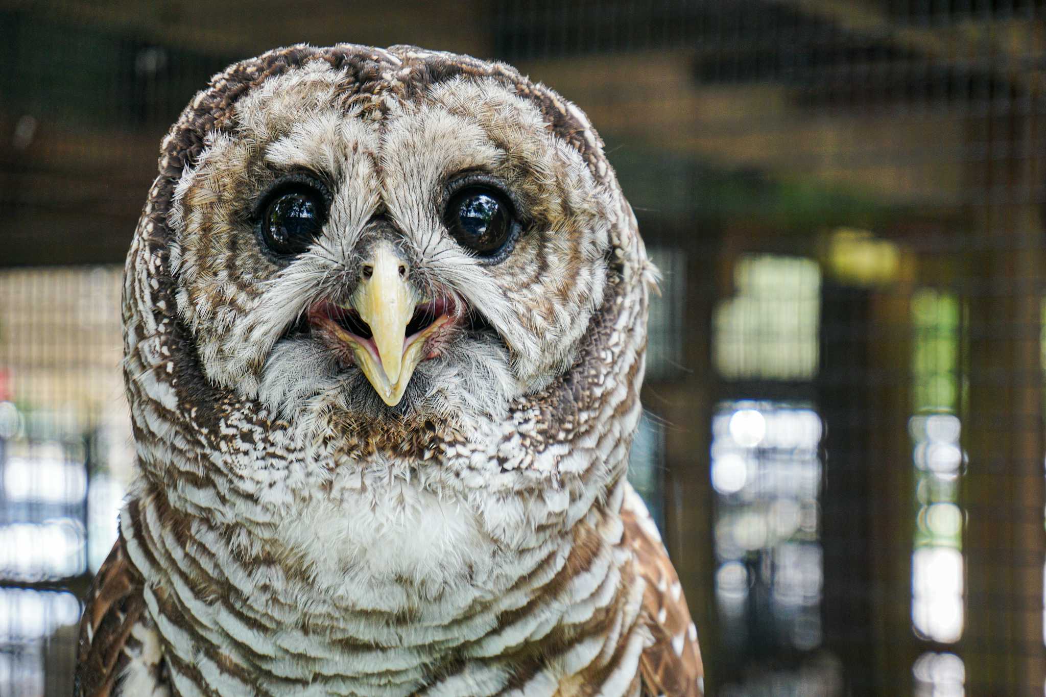 Peace River Wildlife Center