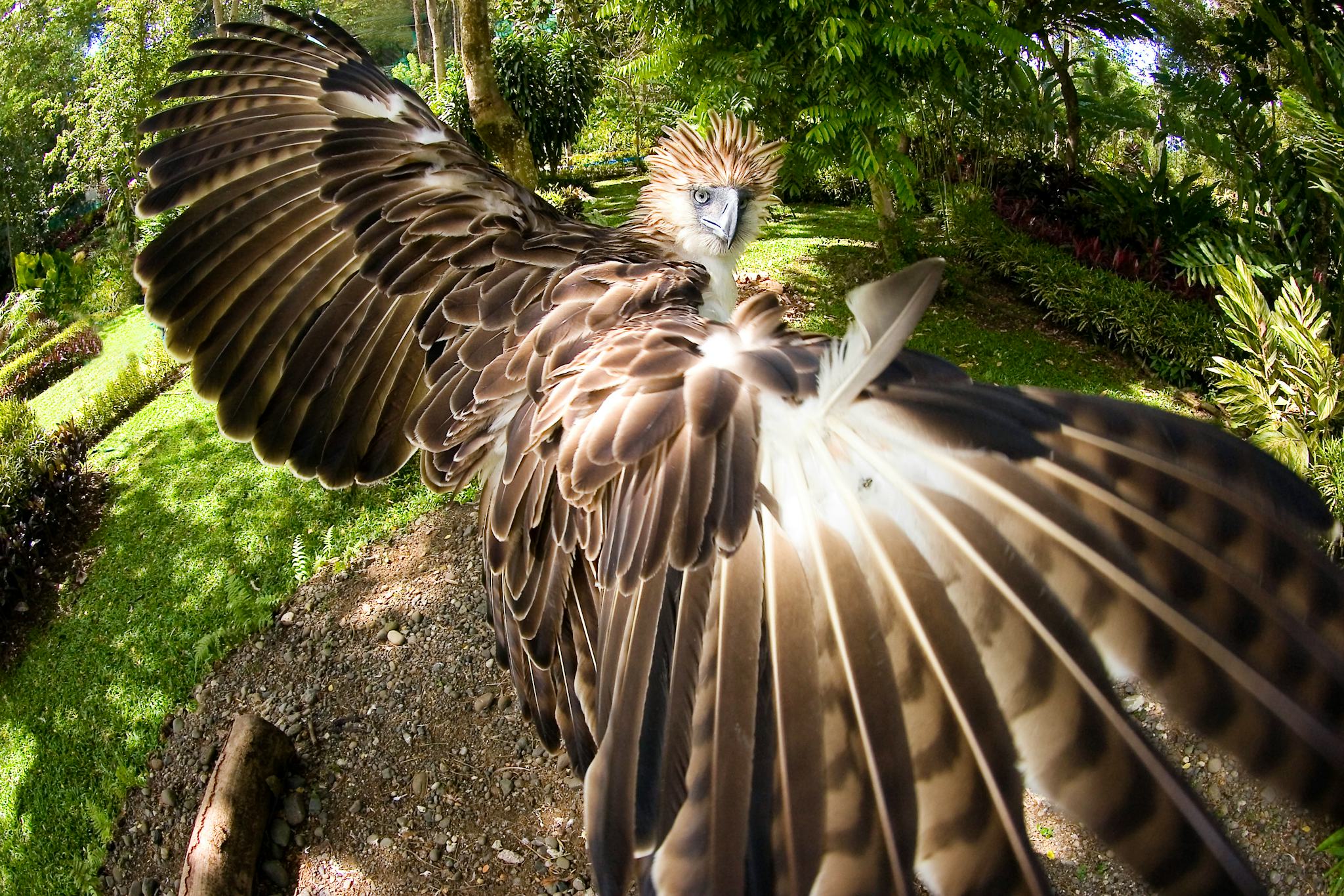 Philippine Eagle Center