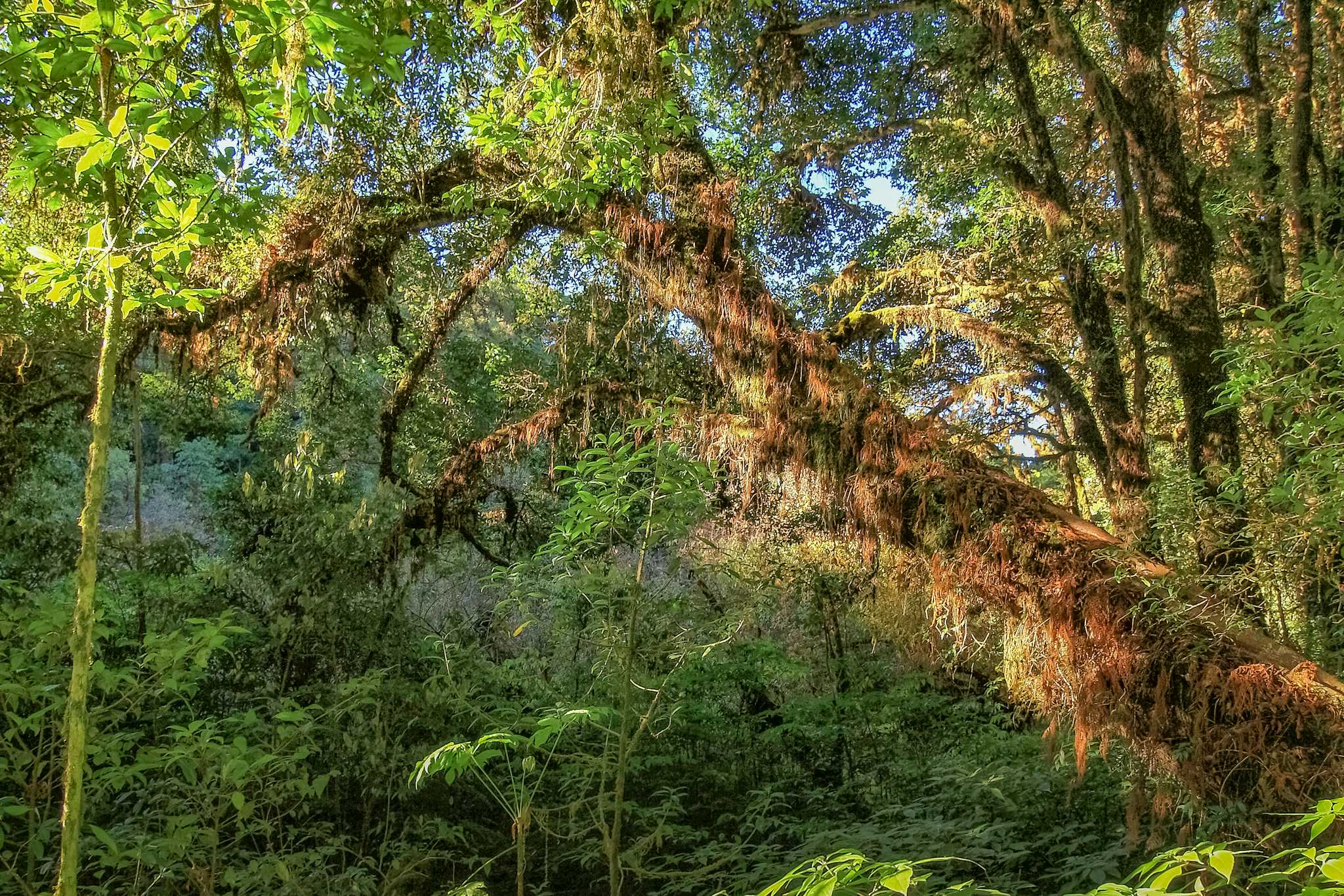 Bosques de pinos de Ang