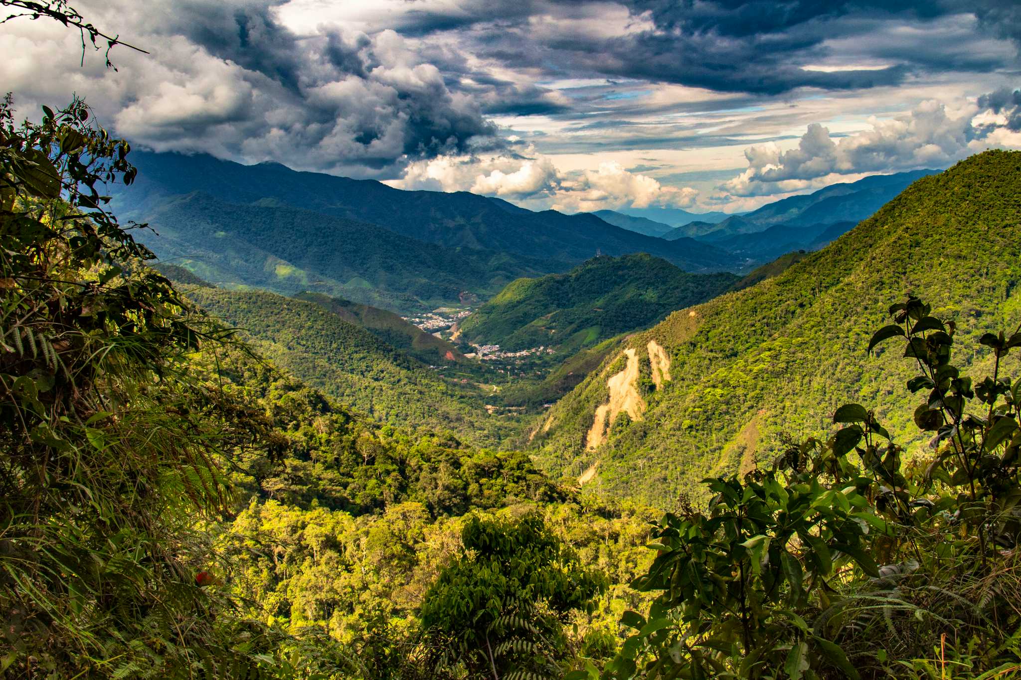 Podocarpus National Park