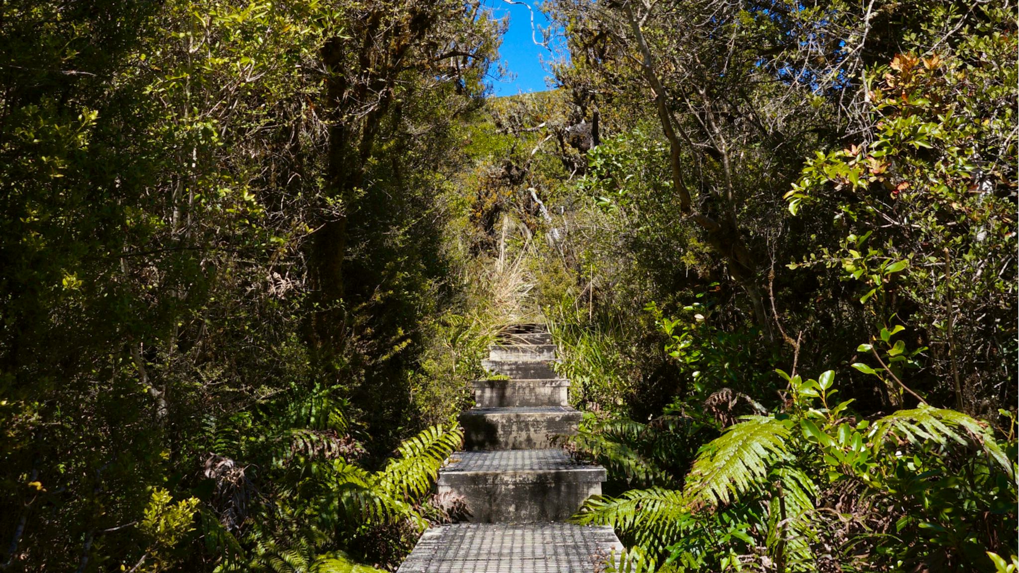 Parque Forestal de Pureora