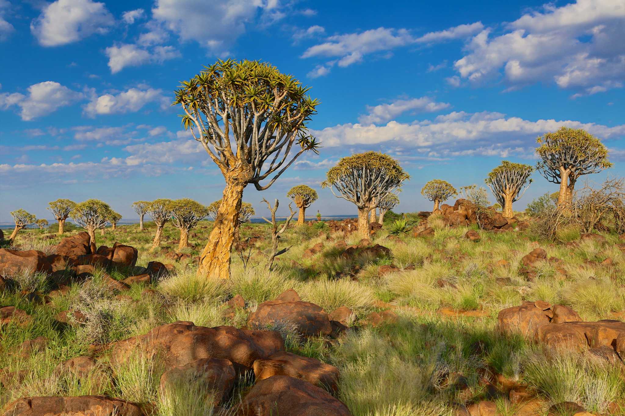 Quiver Tree Forest