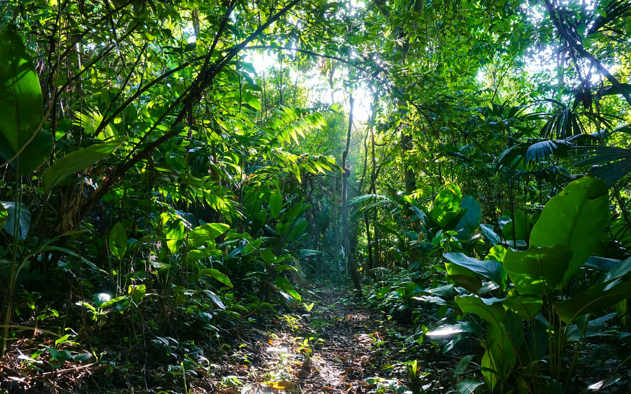 Rainmaker Forest