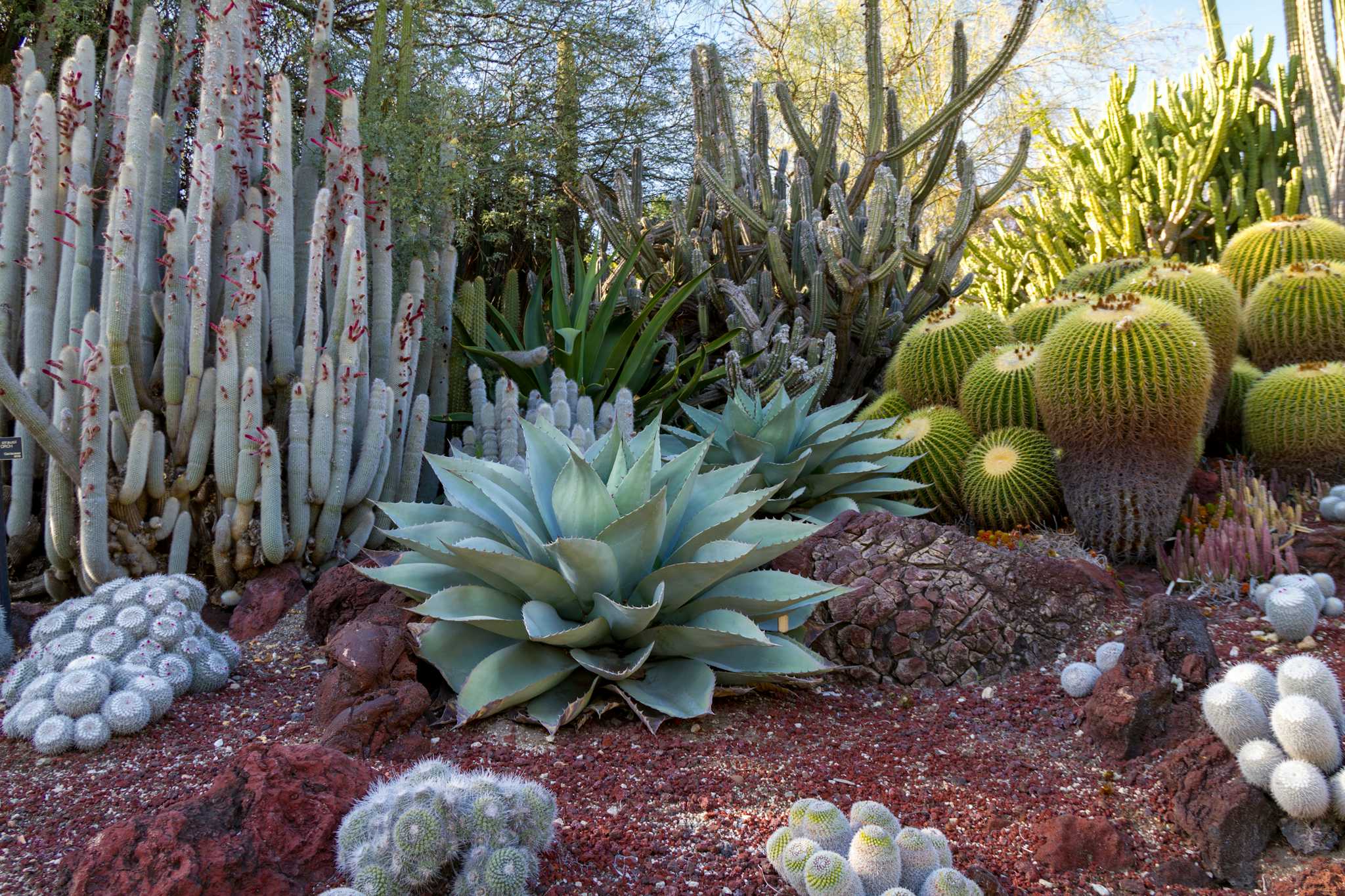 Red Hills Desert Garden