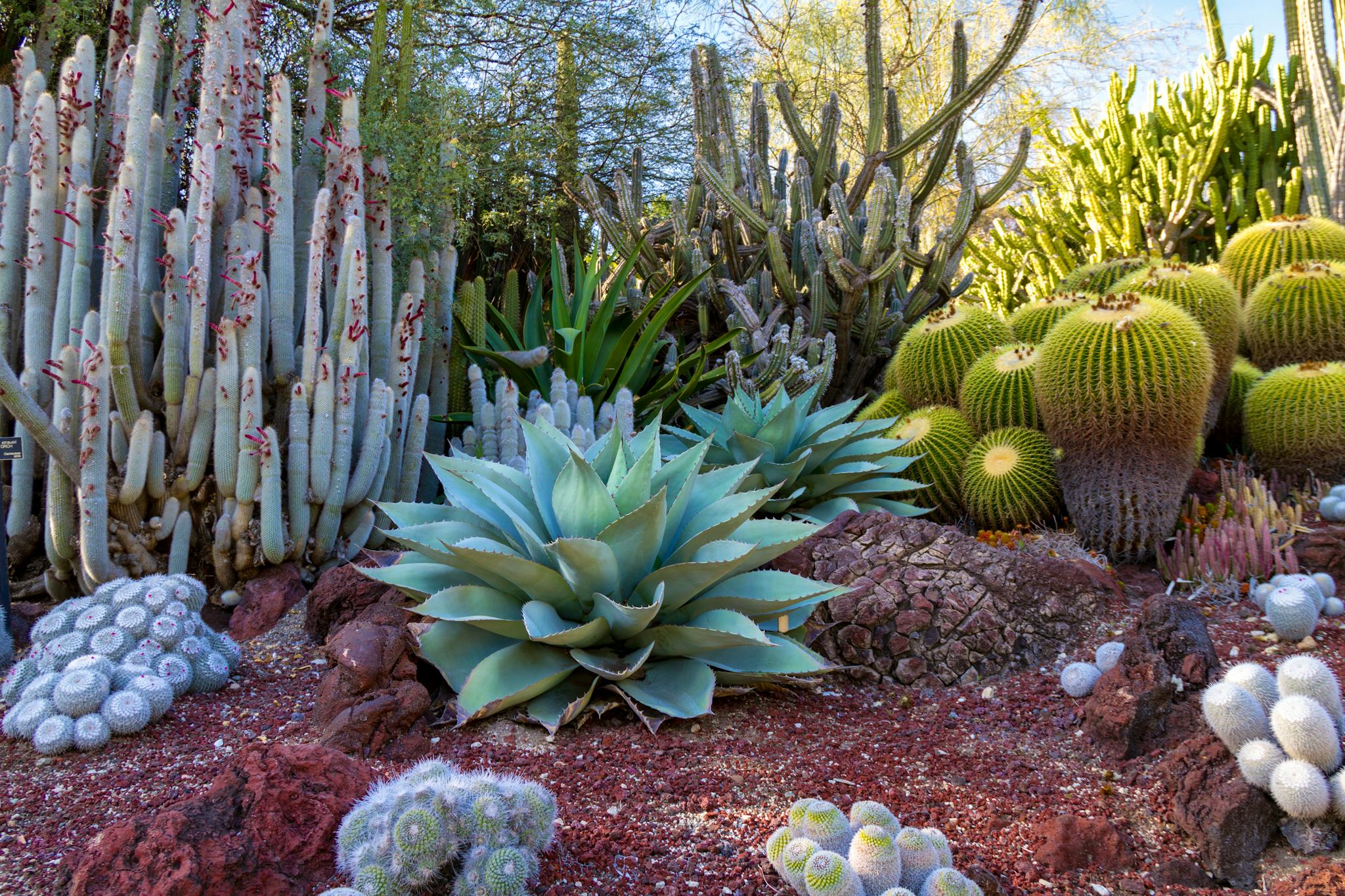 Red Hills Desert Garden