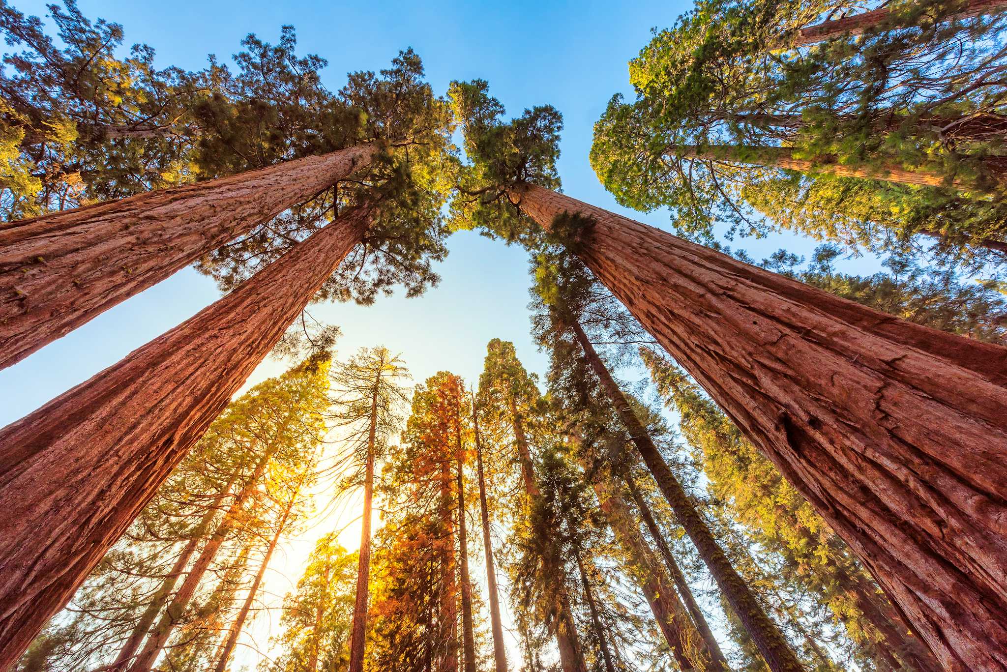 Redwood National Park