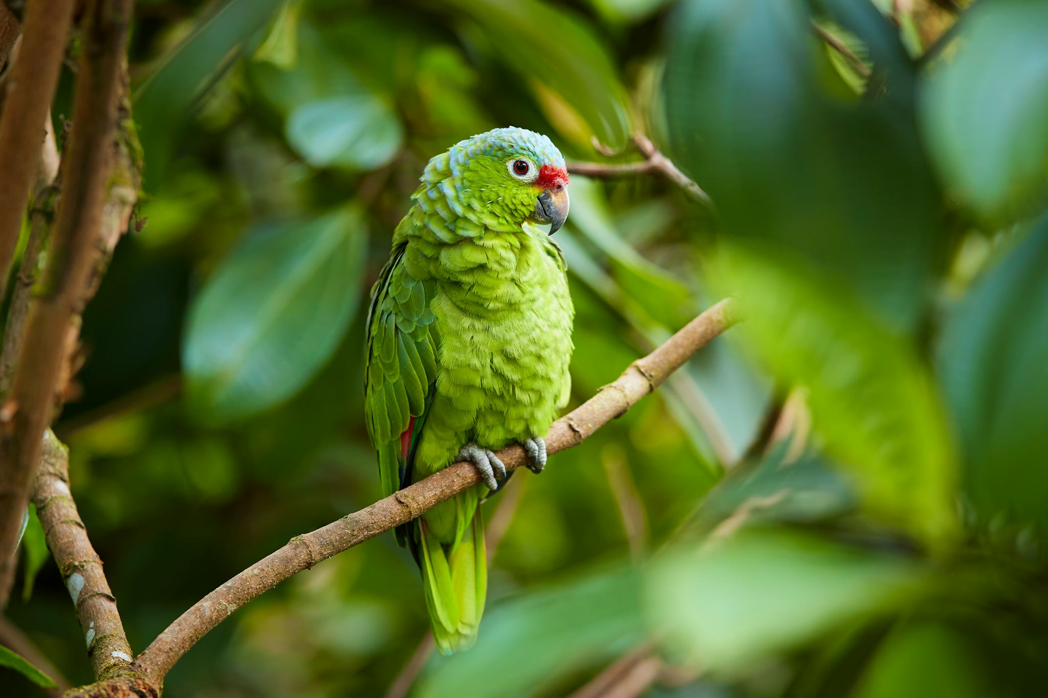 Rio Abajo Forest