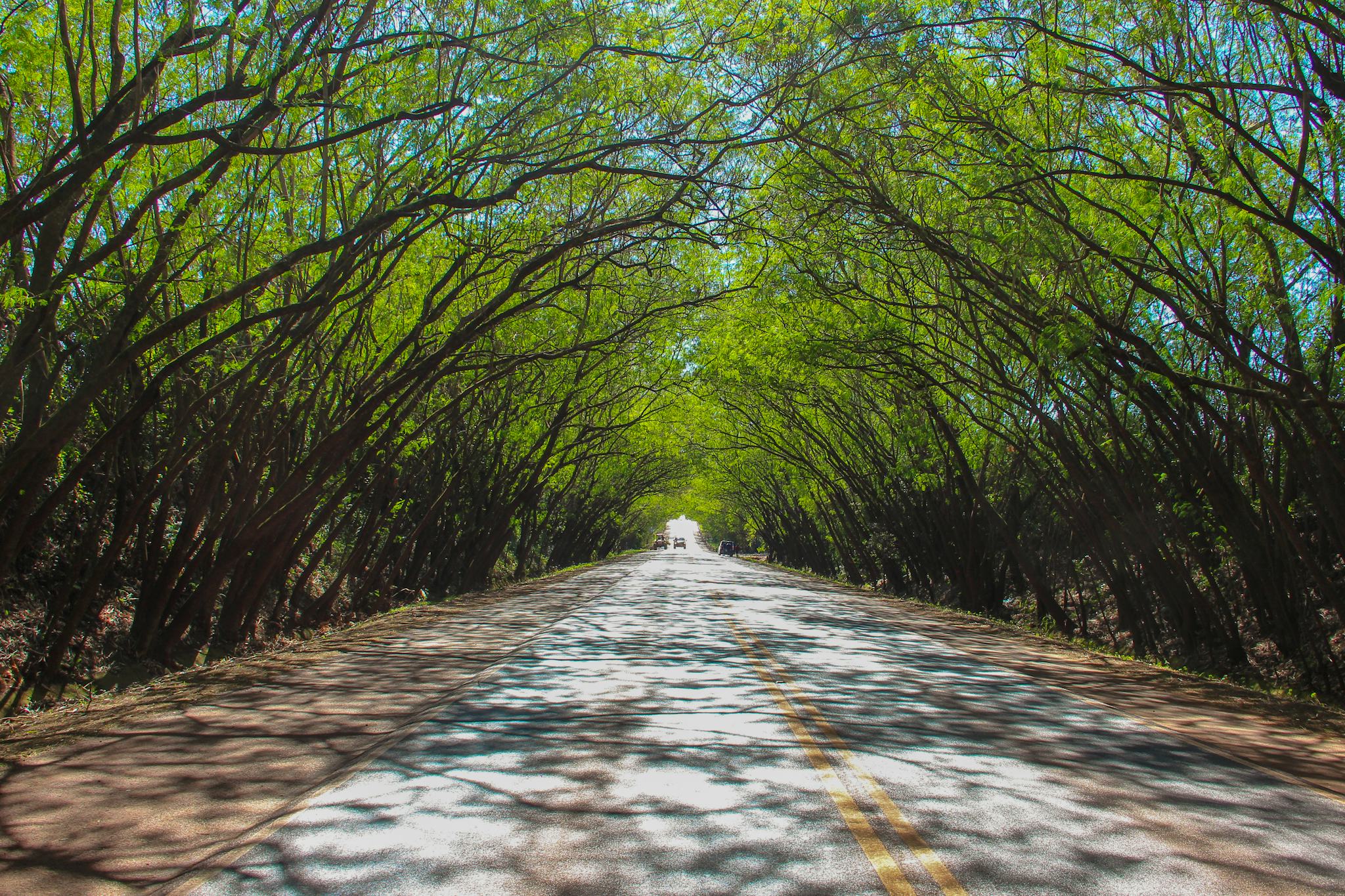 Tunnel d'Arbres de Santa Rita