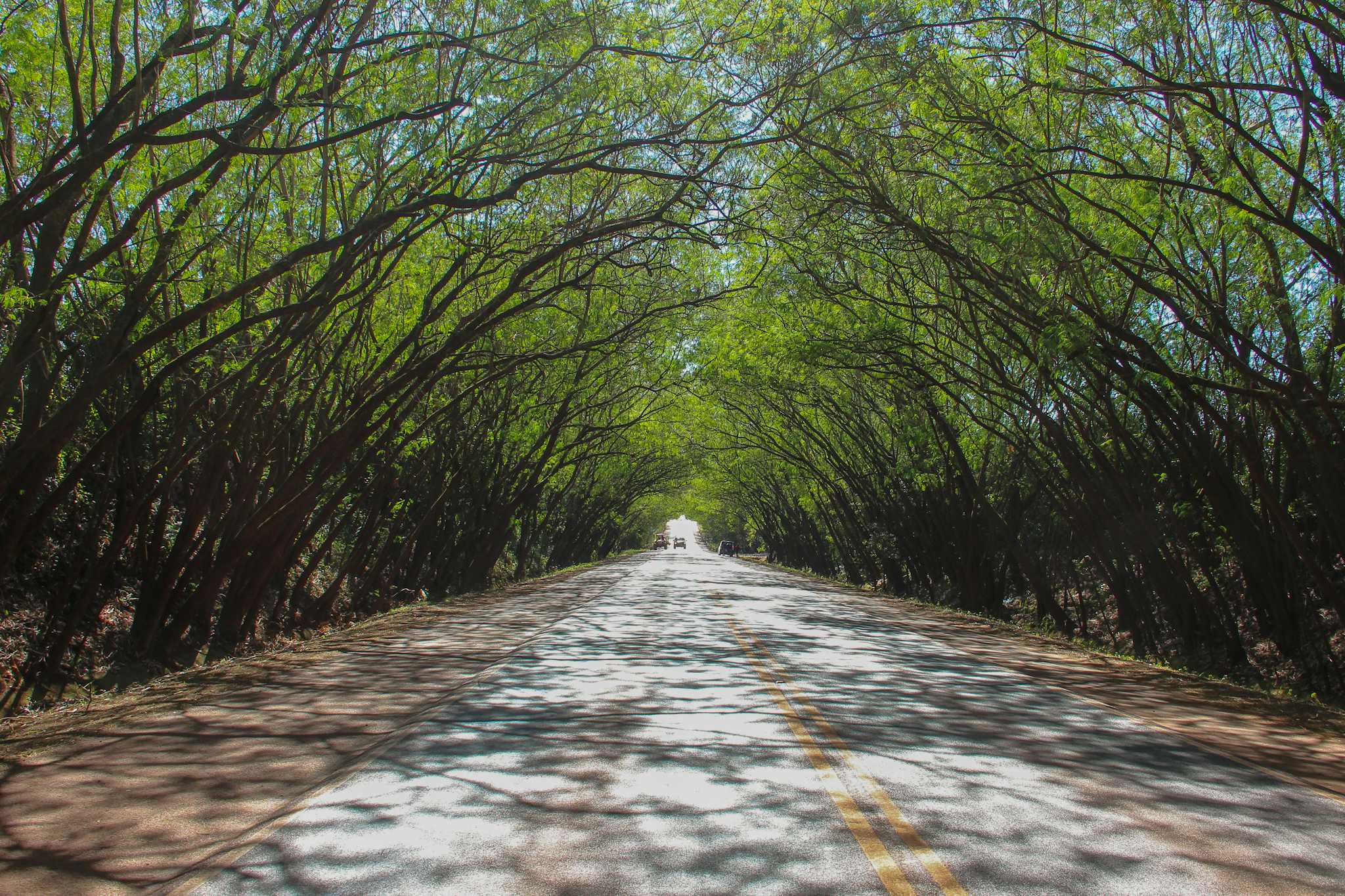 Santa Rita Tree Tunnel 