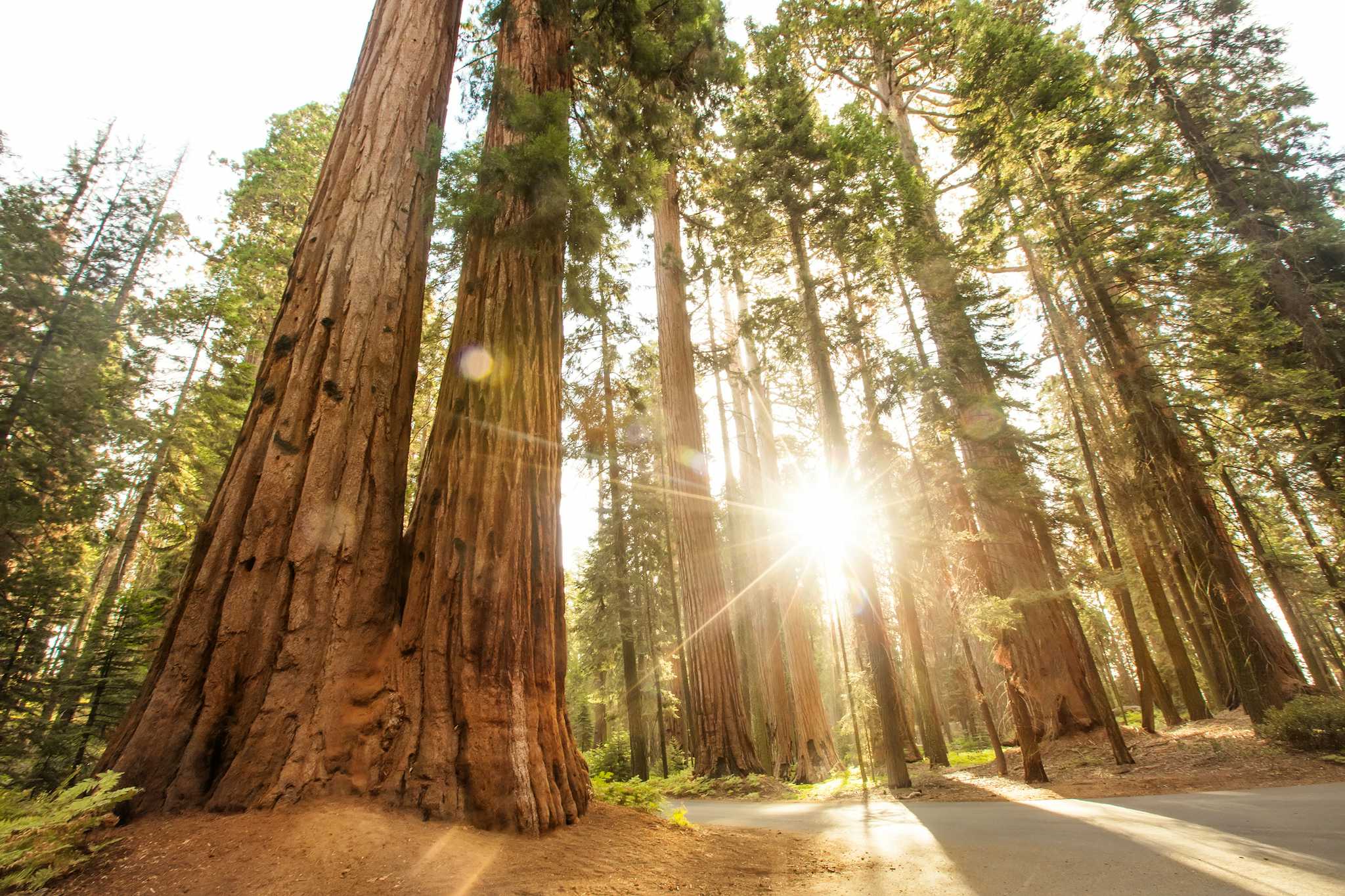 Sequoia National Park