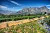 Stellenbosch