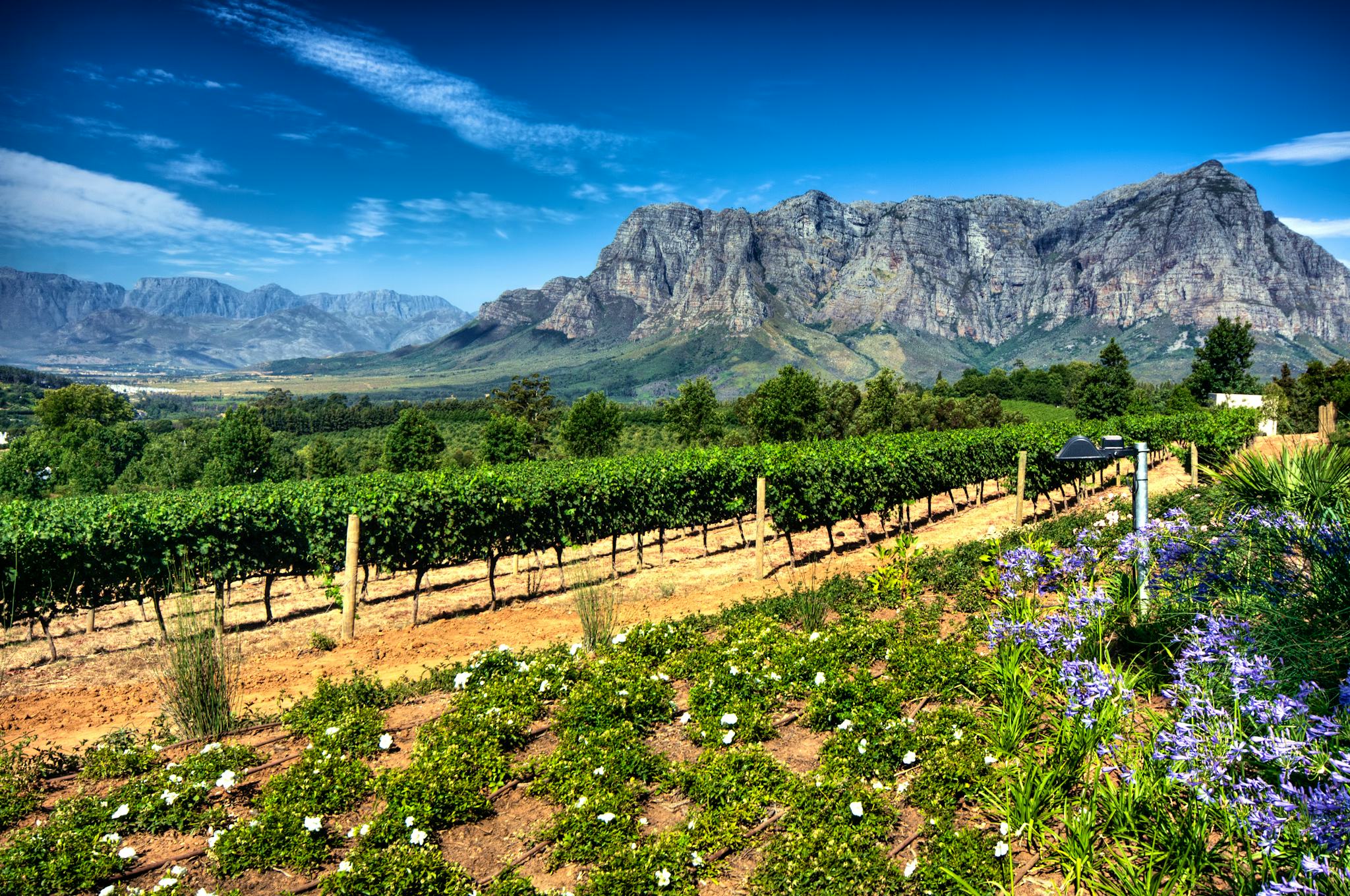 Cape Town to Stellenbosch and Franschhoek: Private day trip