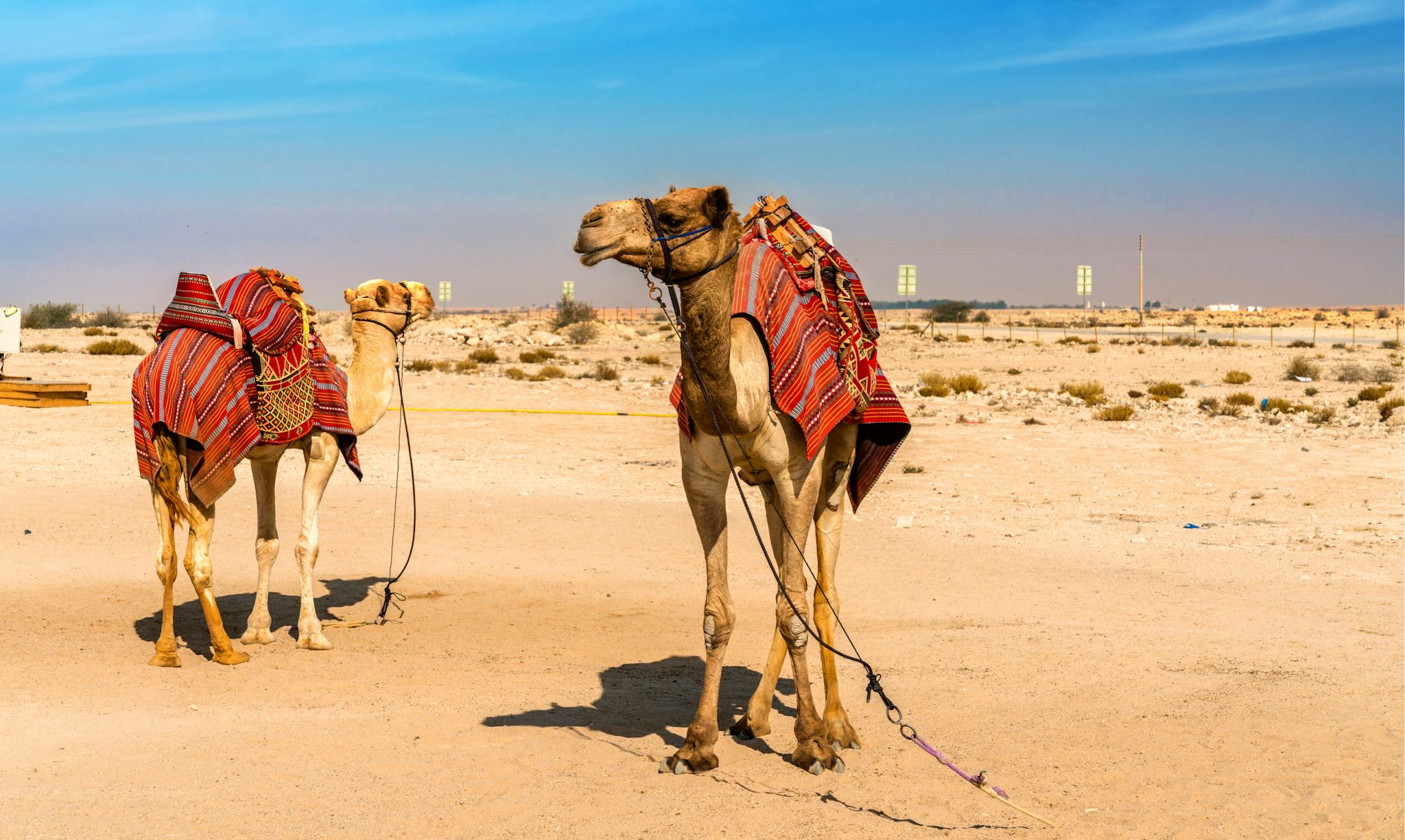 Swakopmund Camel Farm